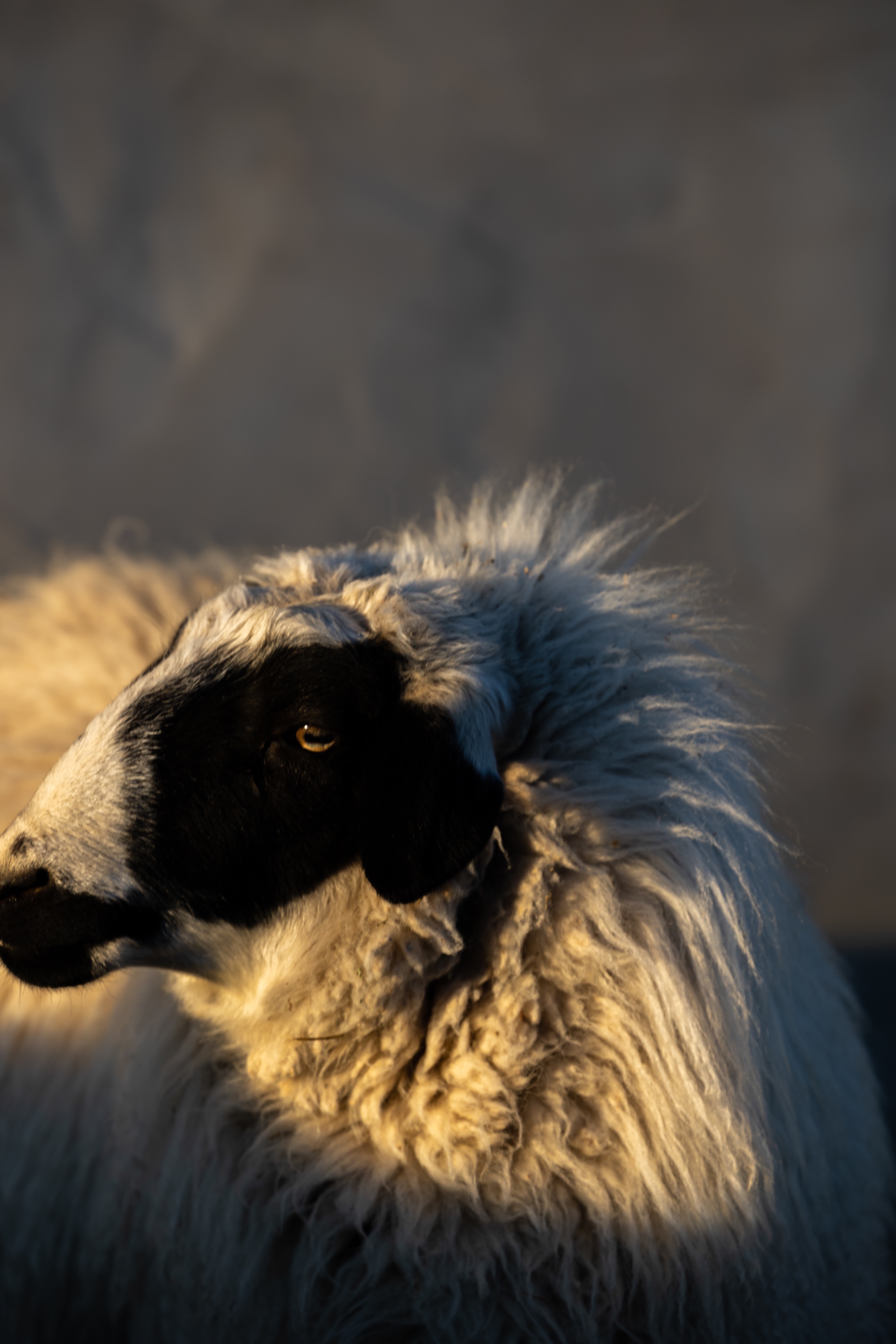 蒙古羊（内蒙古篇）图片浏览-蒙古羊（内蒙古篇）图片下载 - 酷吧图库