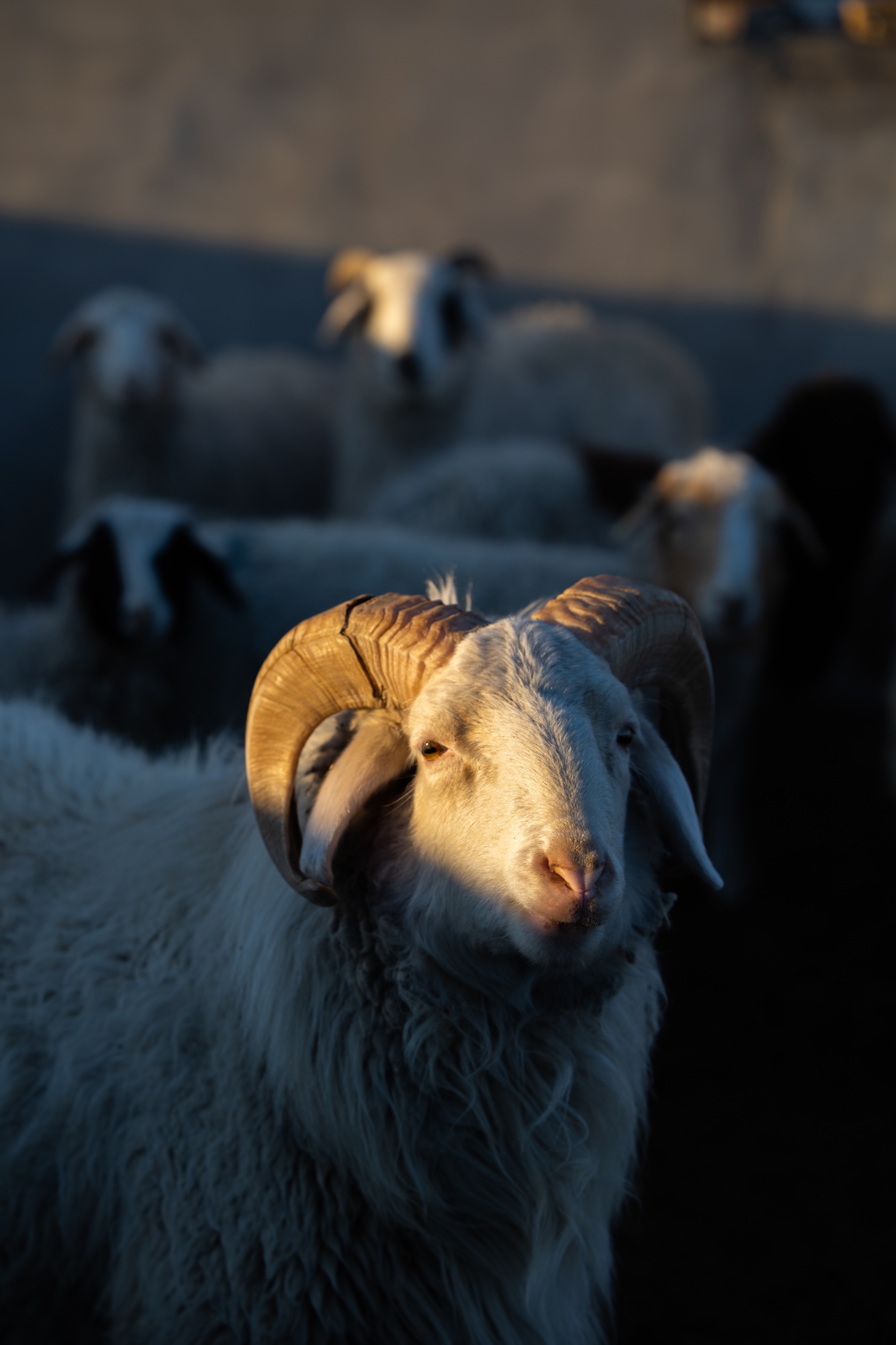 绵羊群在Glassland在内蒙古 库存图片. 图片 包括有 蒙古, 两足动物, 内在, 秋天, 金黄, 农场 - 79829995