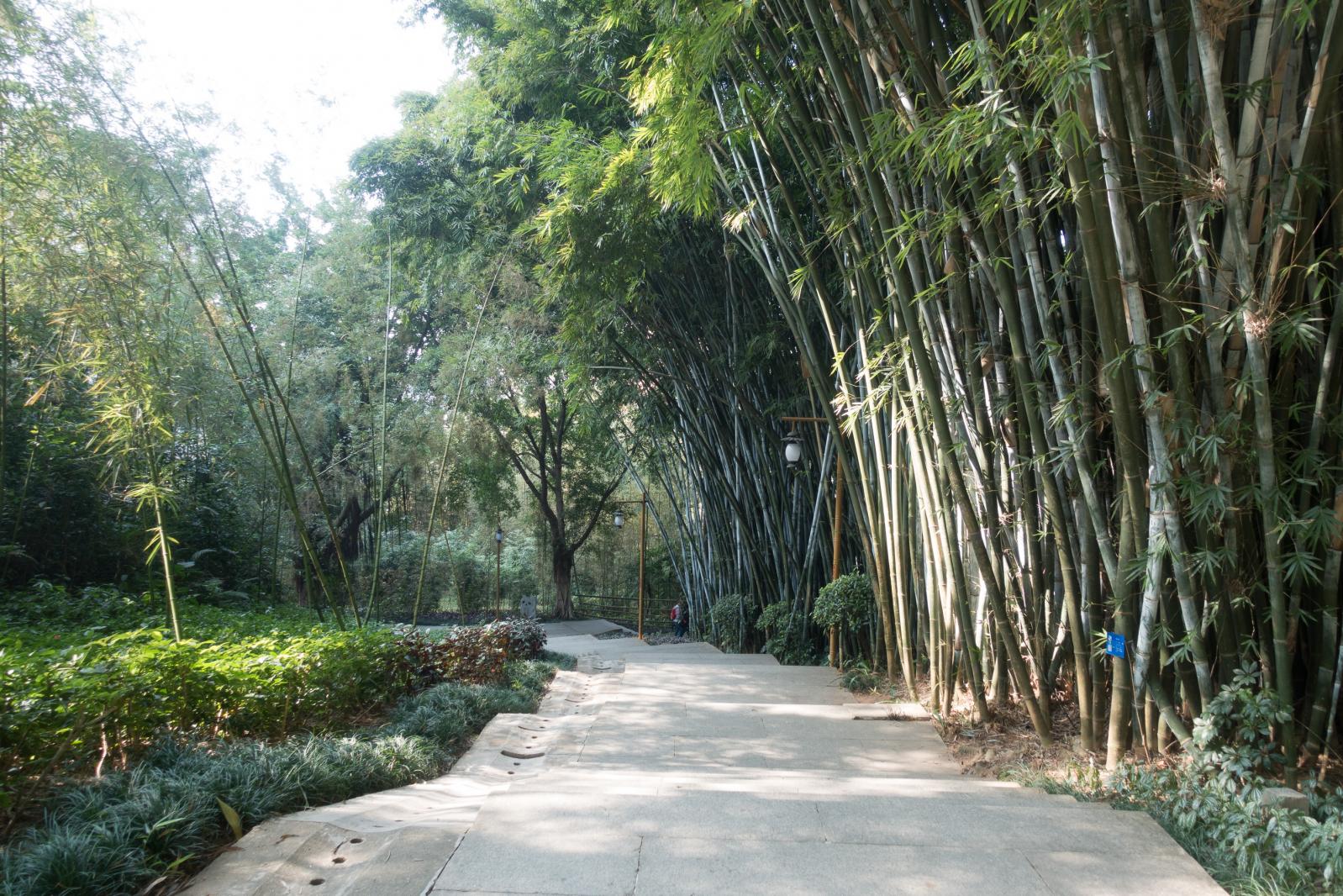 罗湖翠竹公园