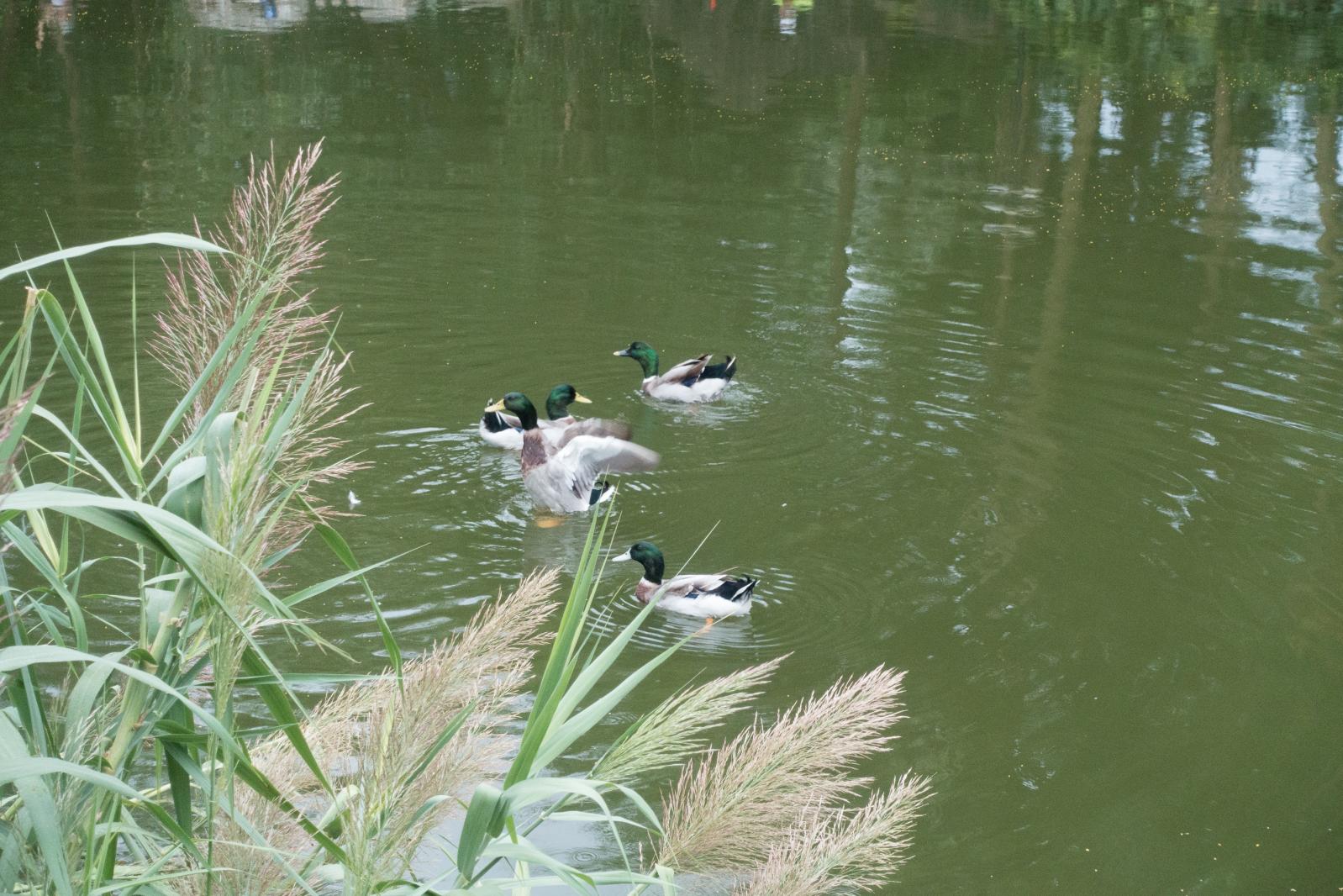 东湖公园钓鱼区