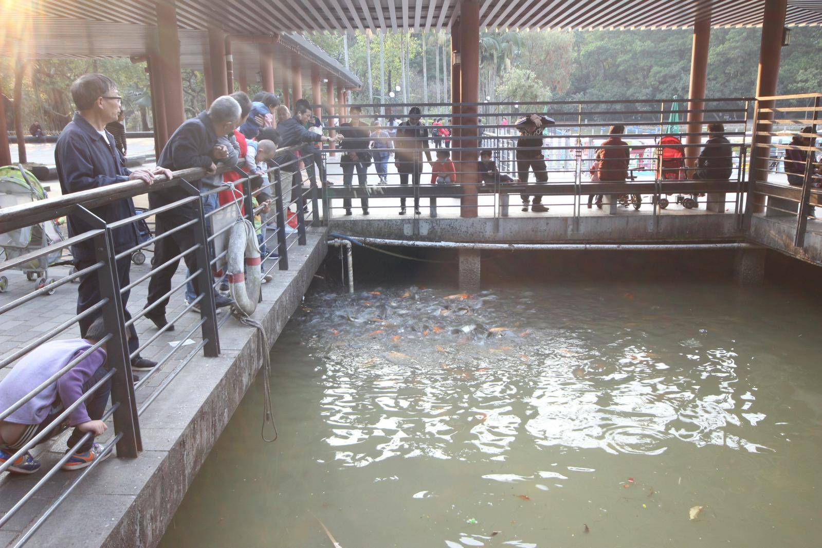 莲花山公园喂鱼