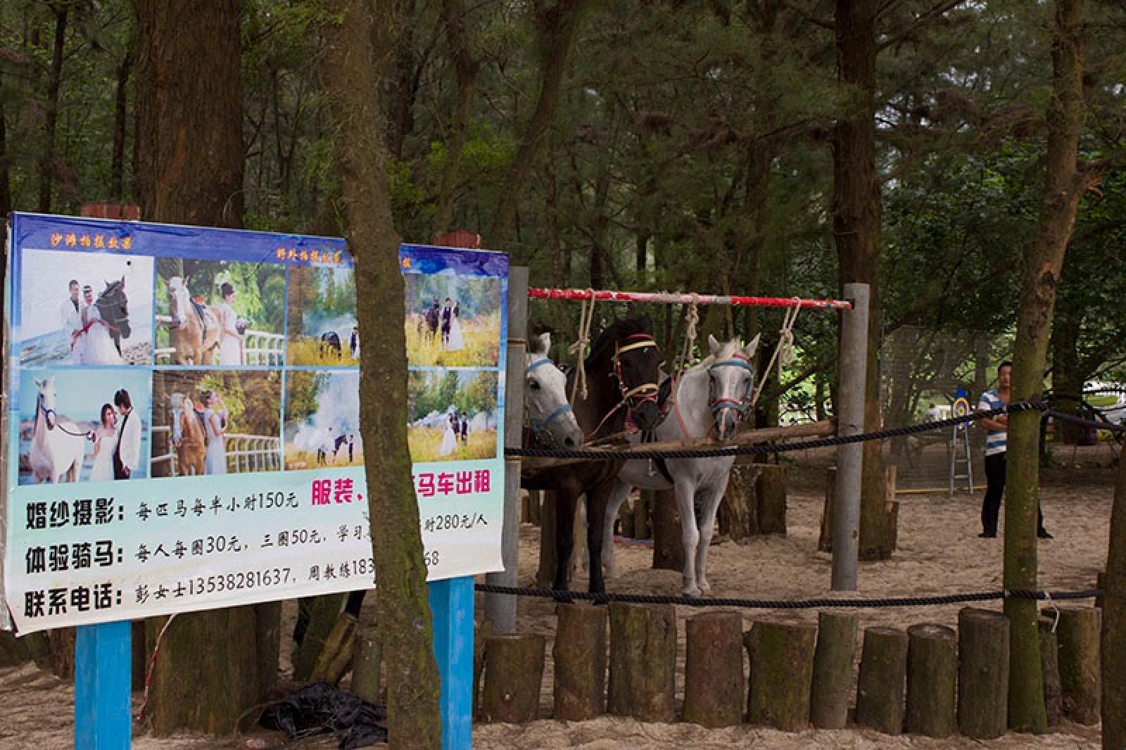 玫瑰海岸骑马