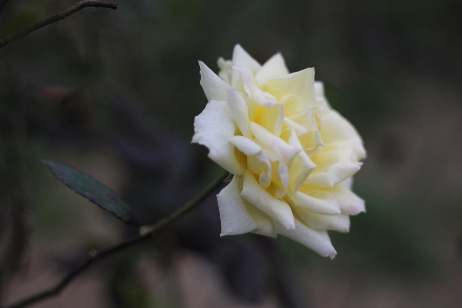 大鹏美丽乡村茶花