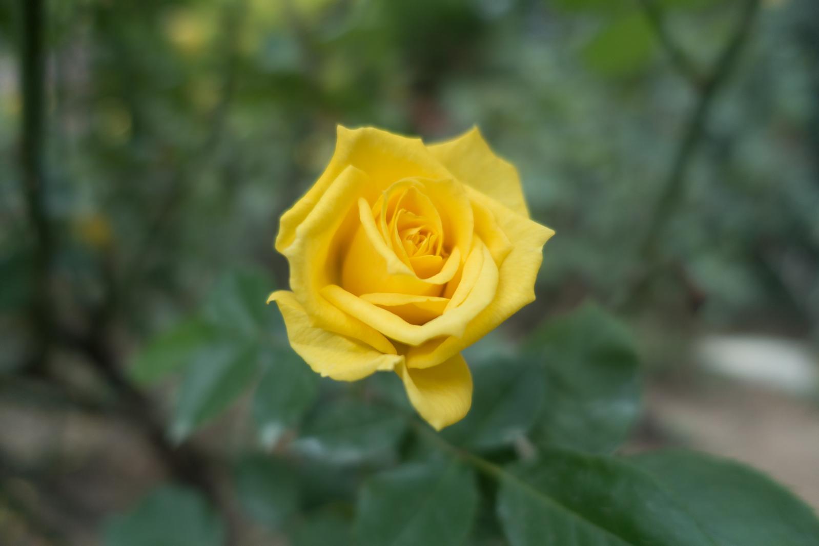 月季花