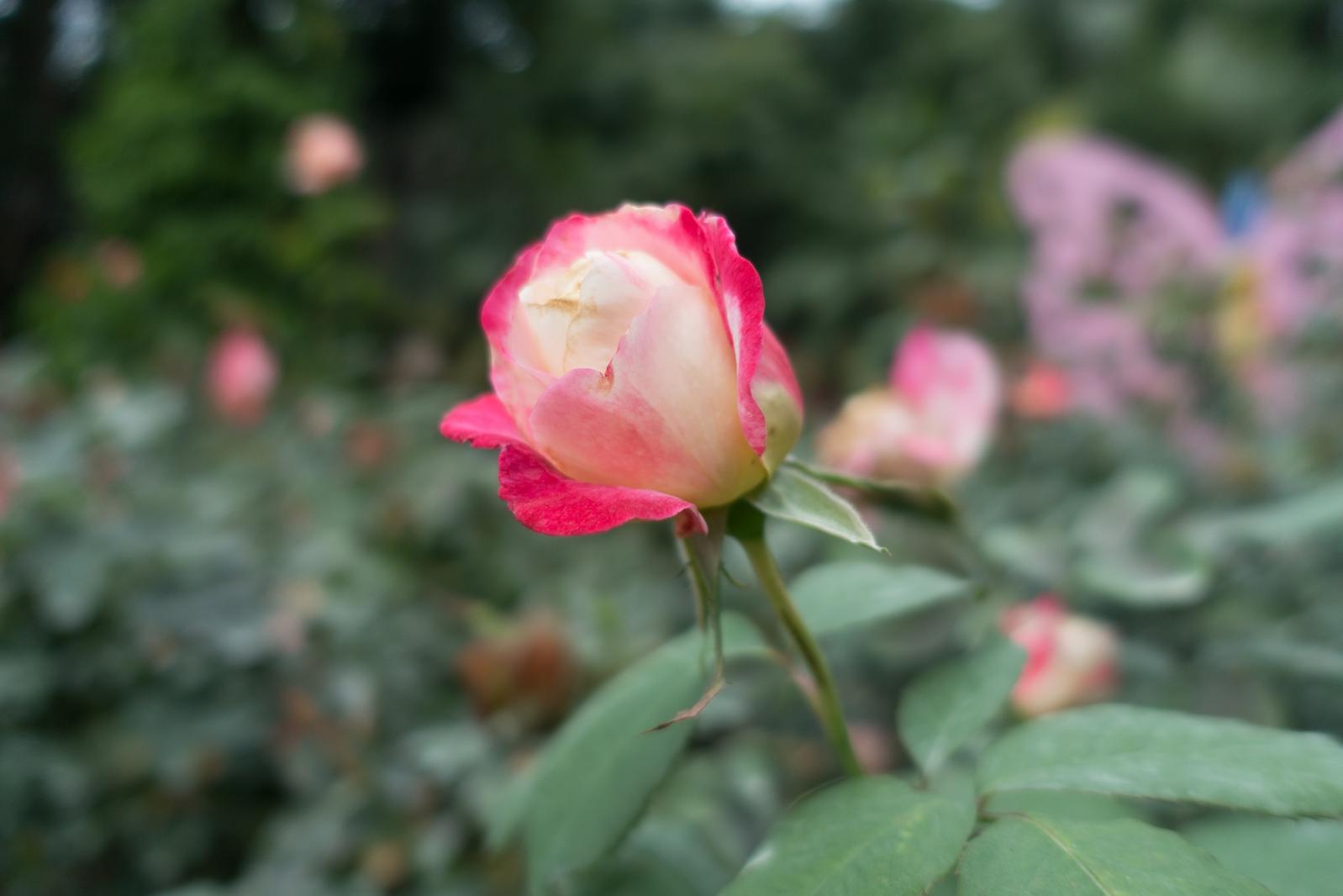 月季花