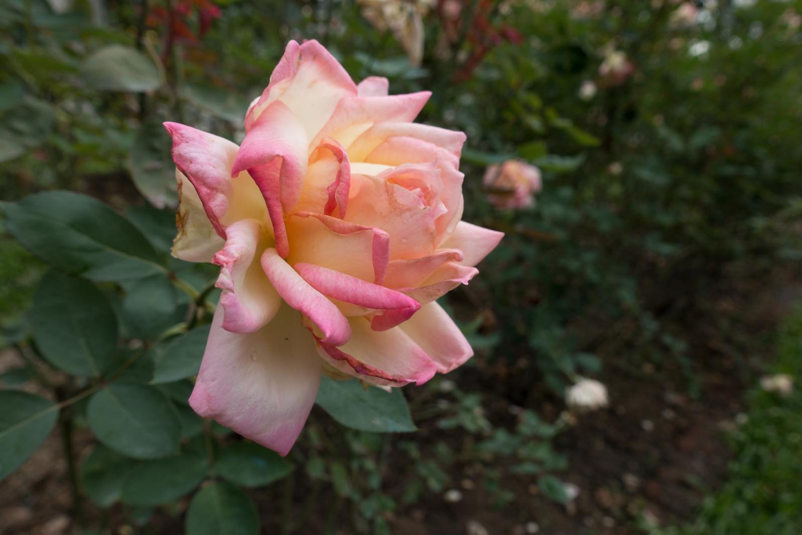 月季花