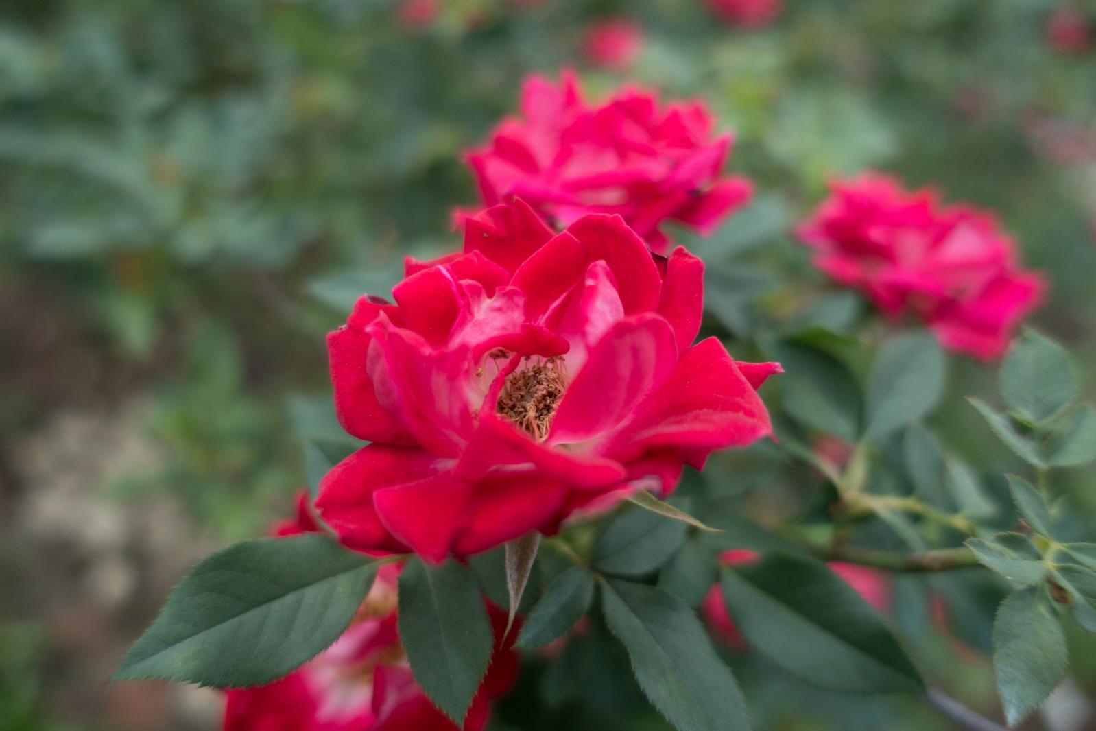 月季花