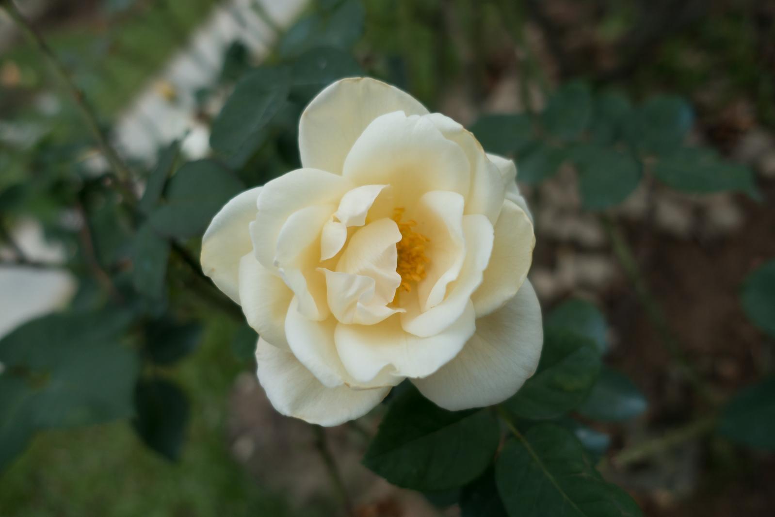 月季花