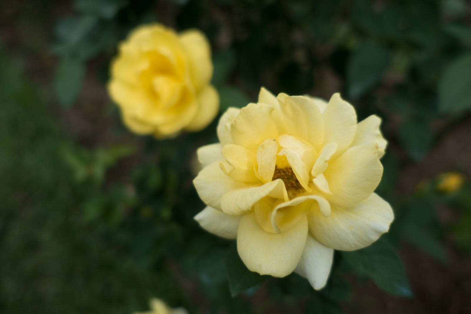 月季花