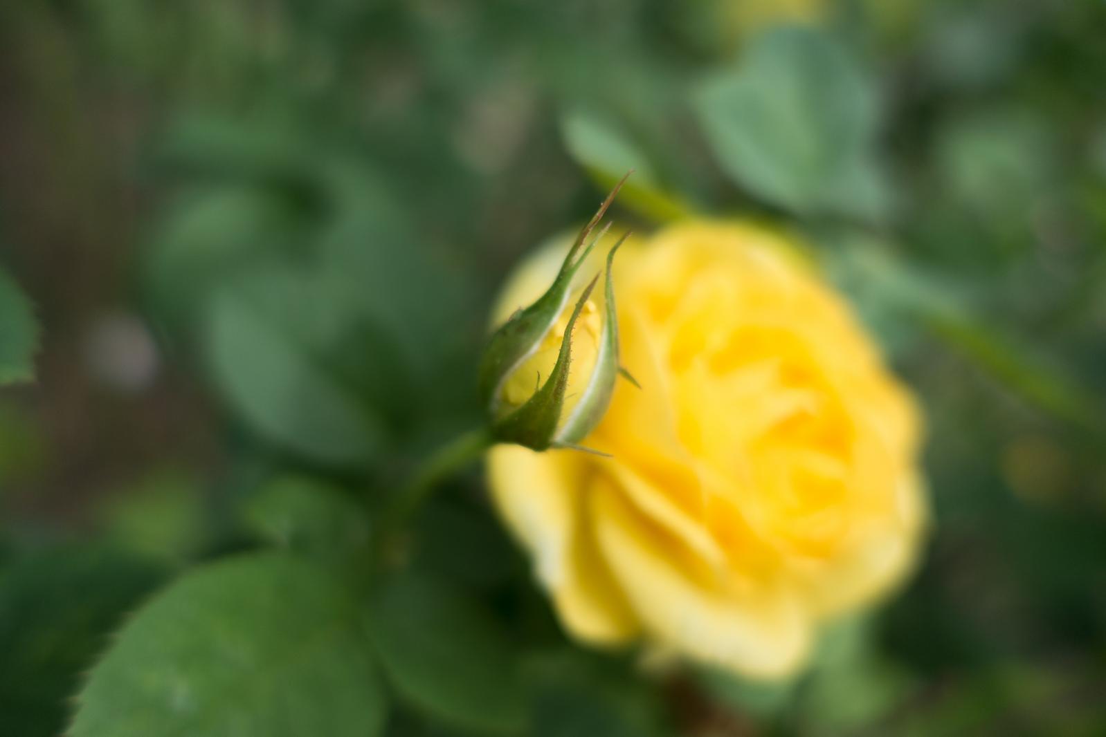 月季花