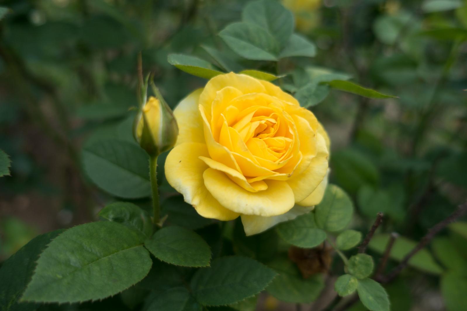 月季花
