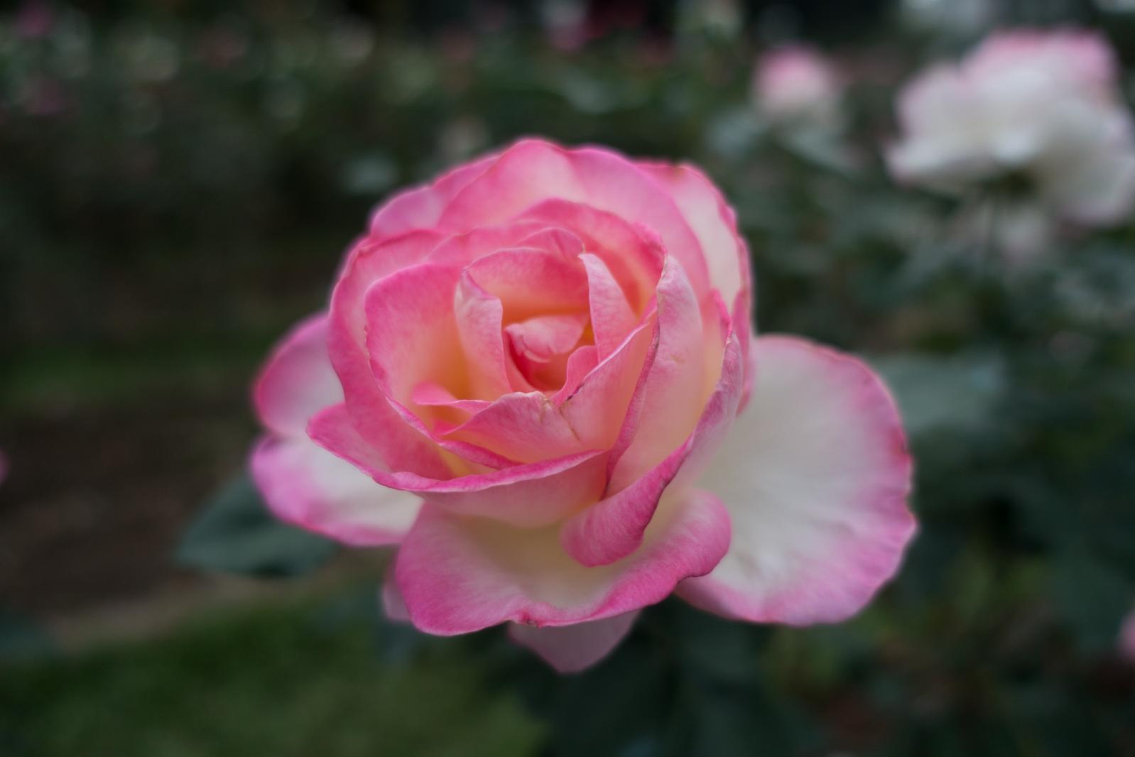 月季花