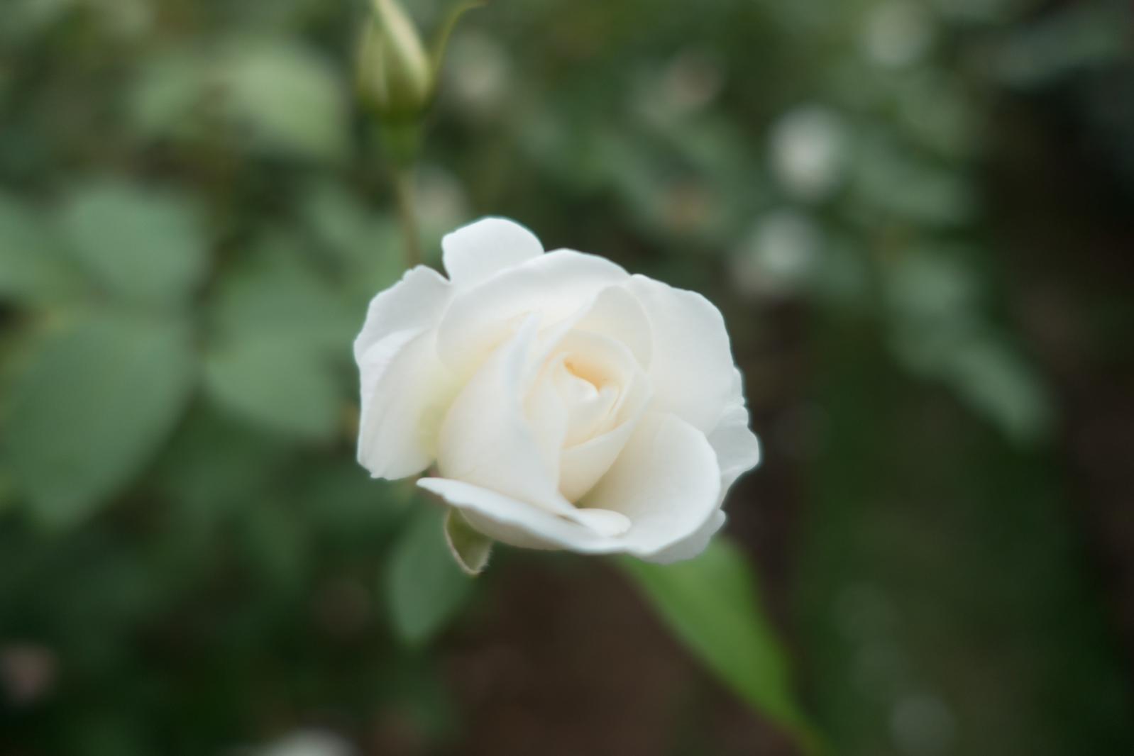 月季花