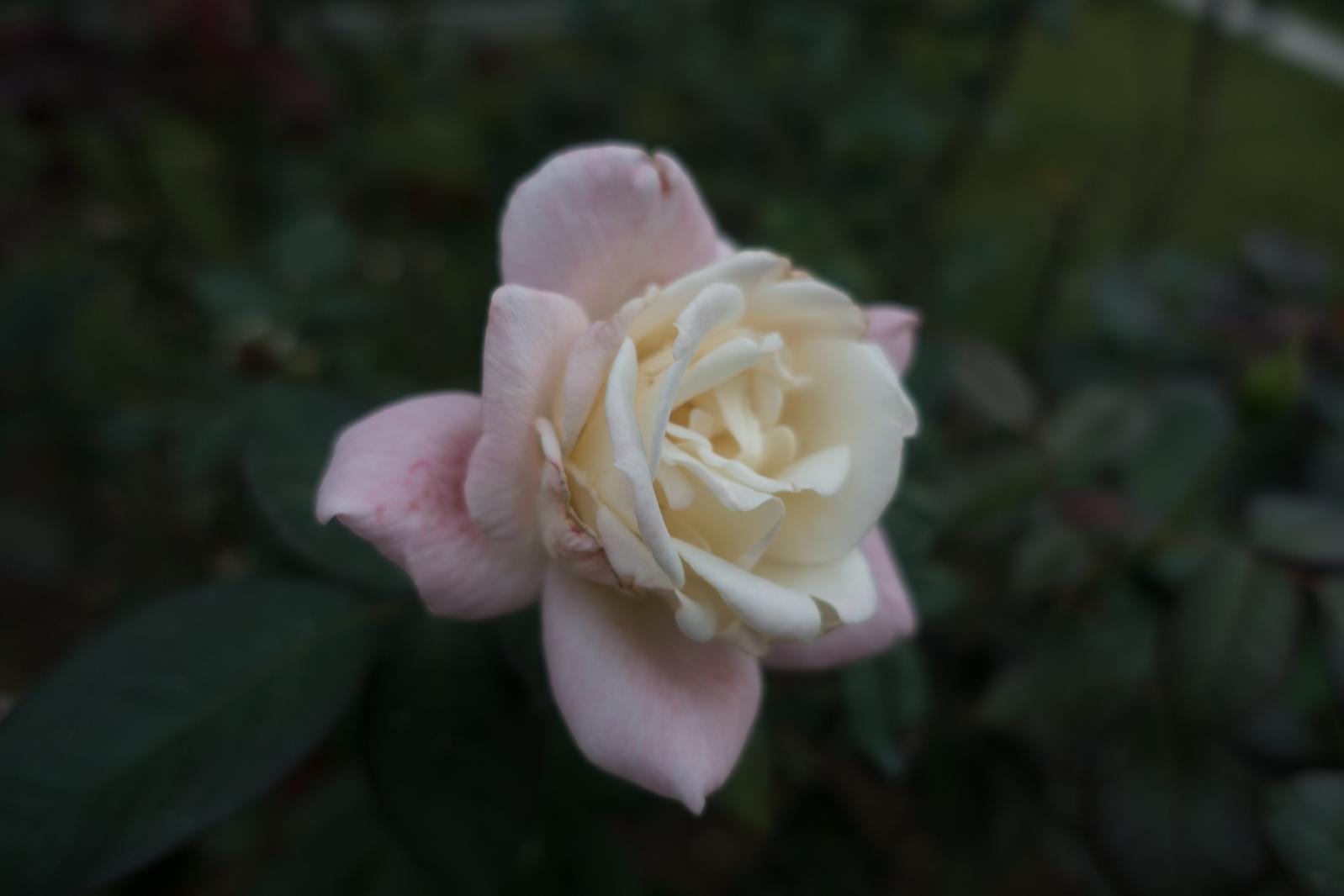 月季花