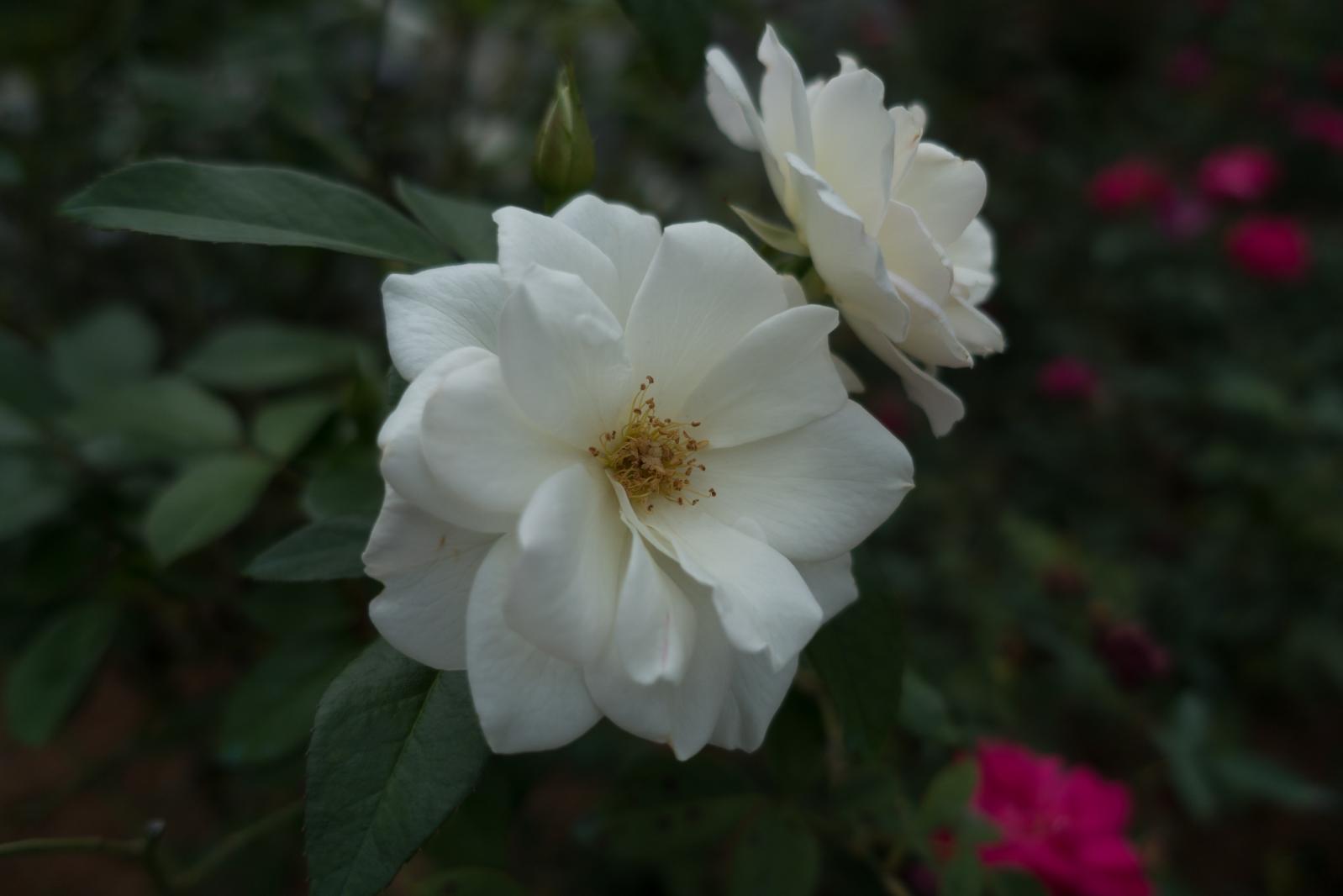 月季花