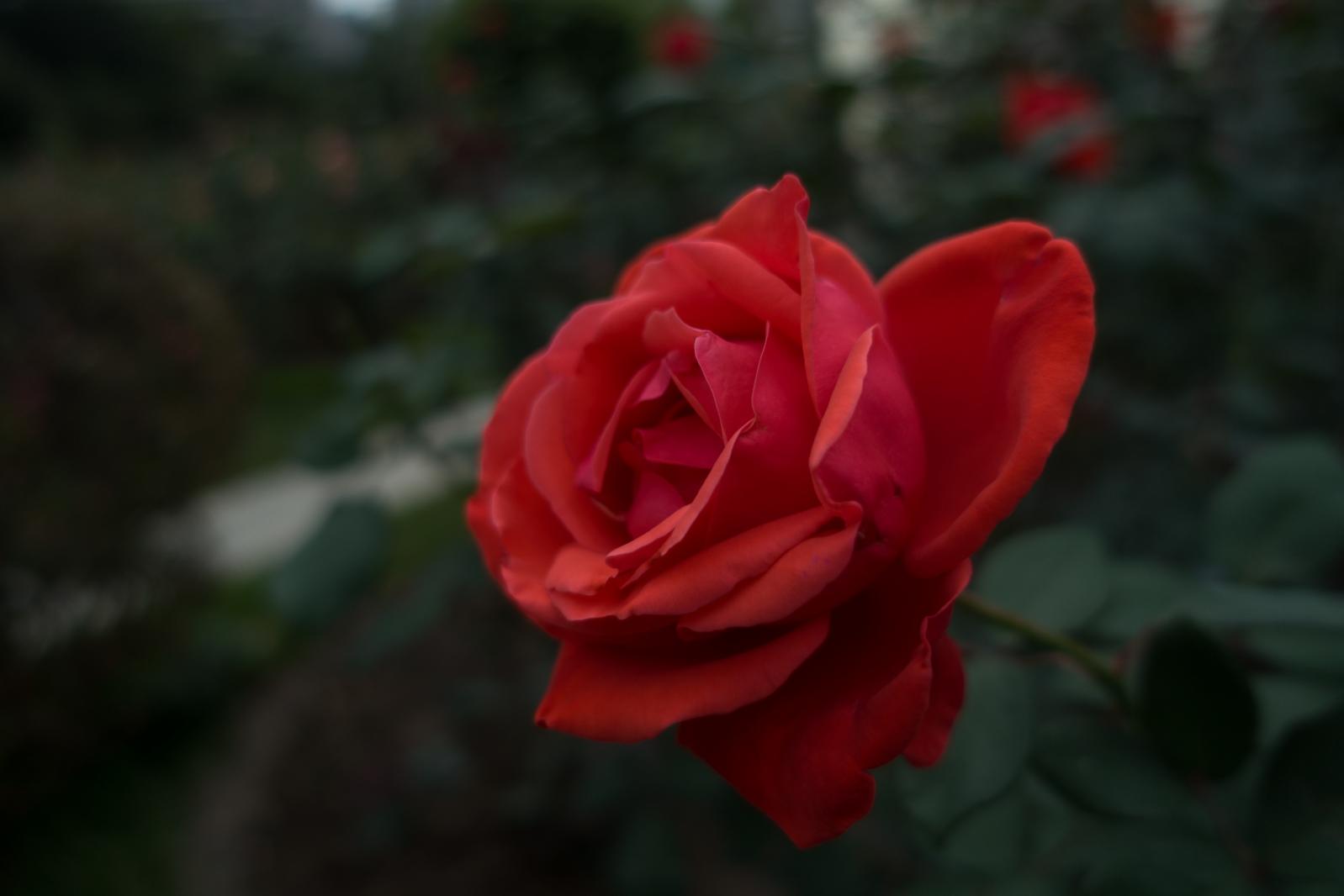 月季花