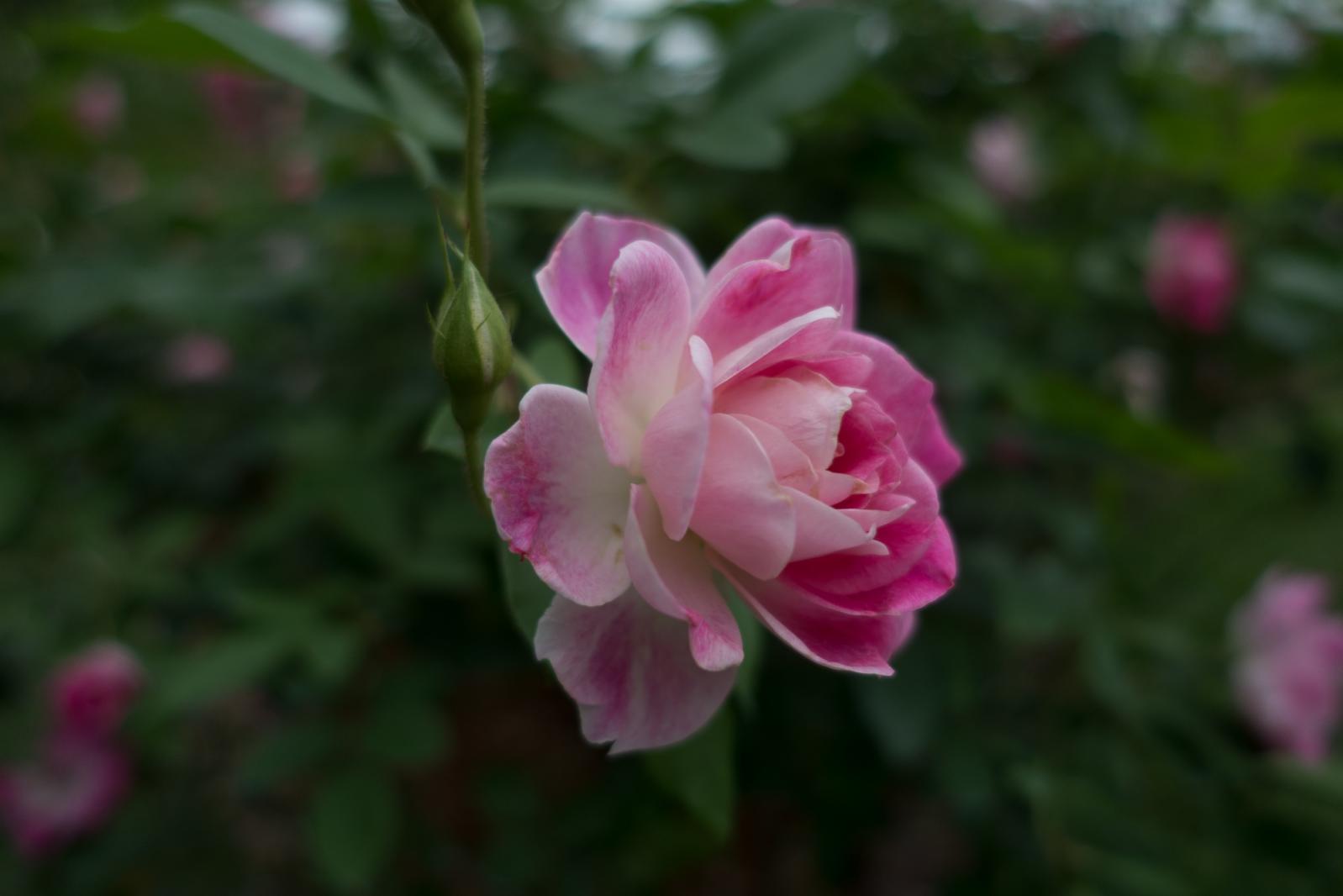 月季花