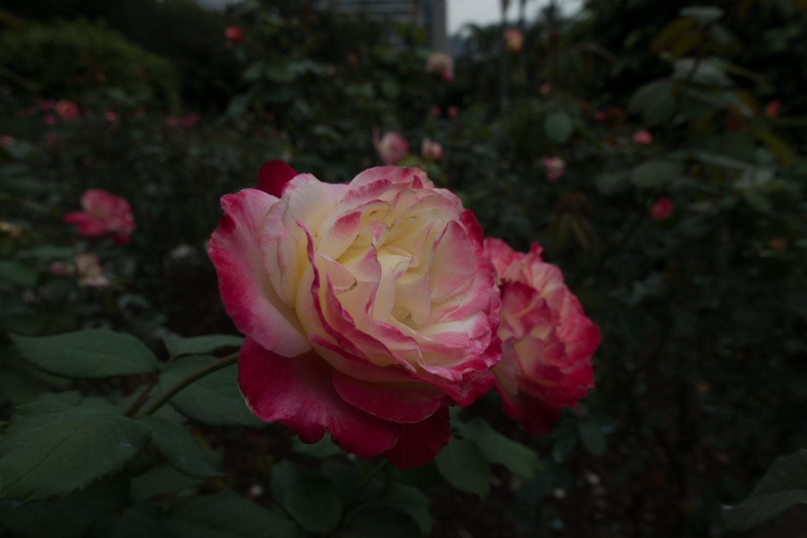 月季花