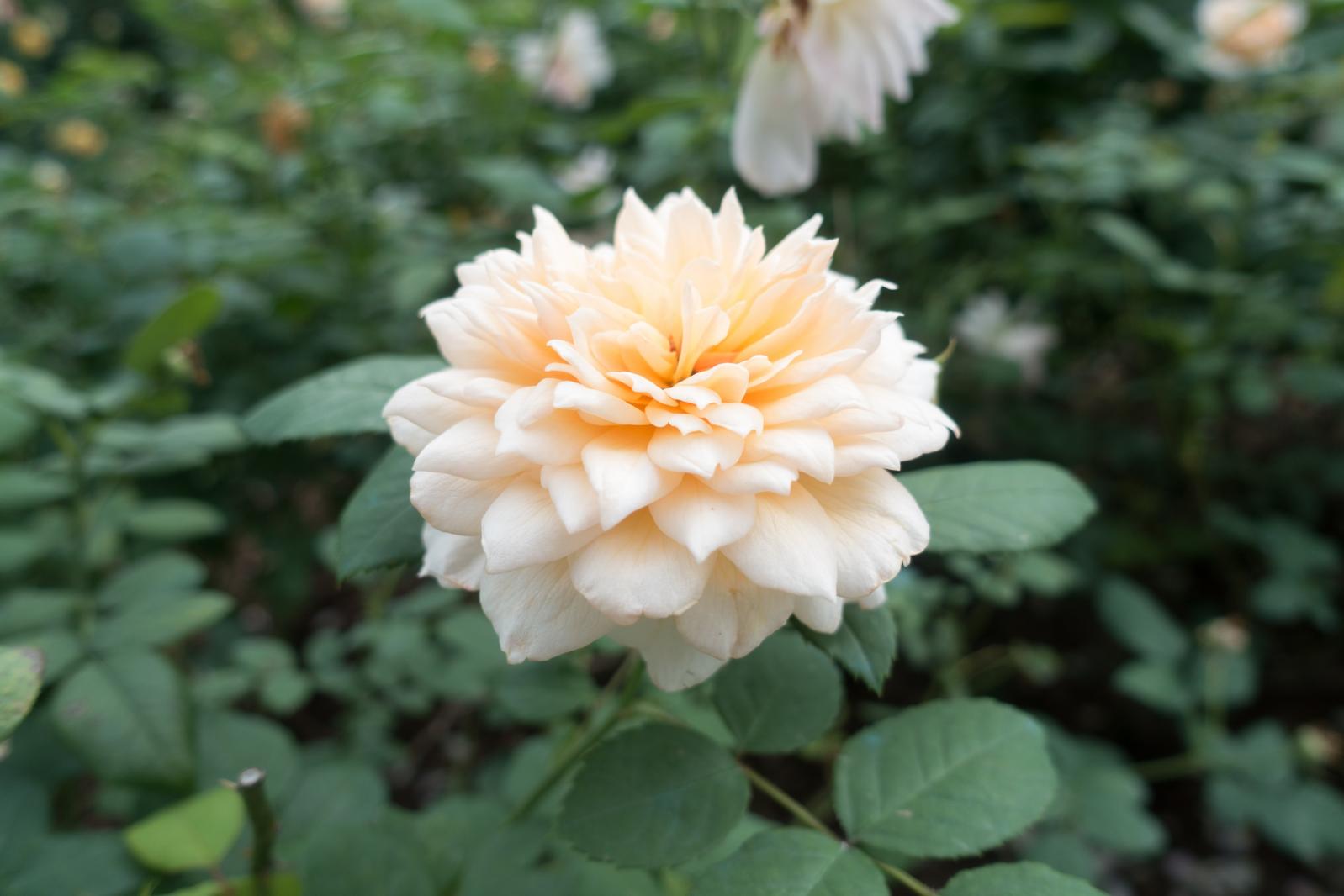月季花