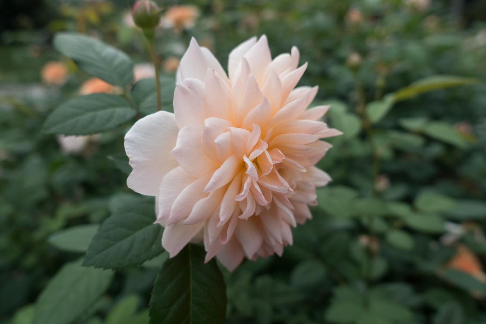 月季花