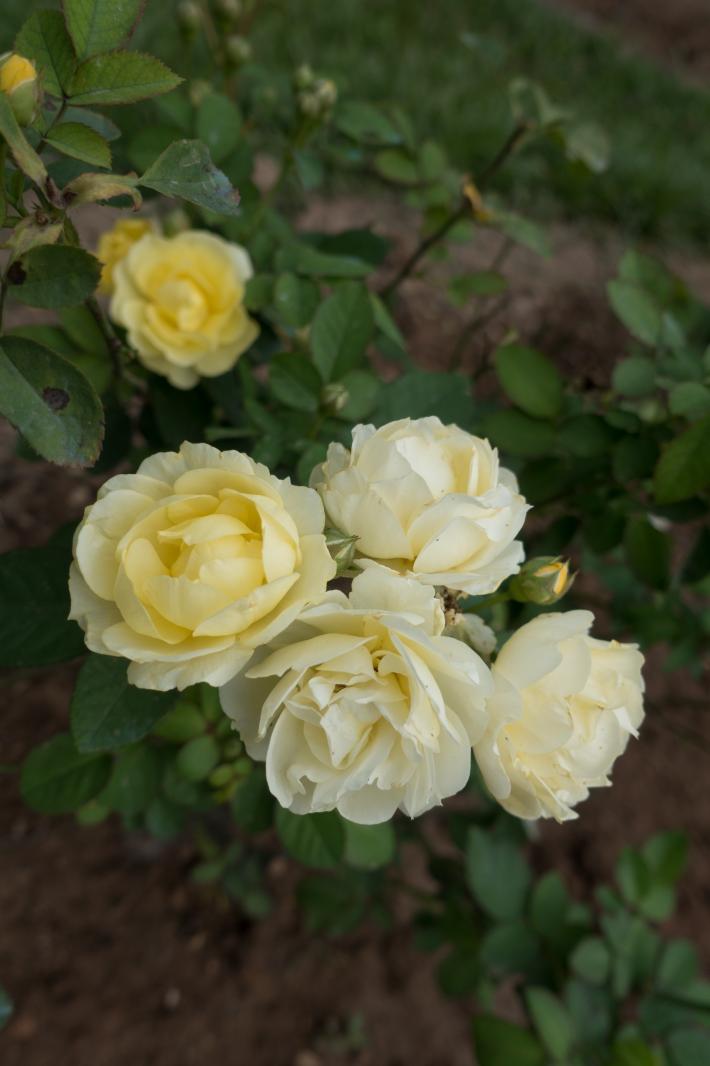 月季花