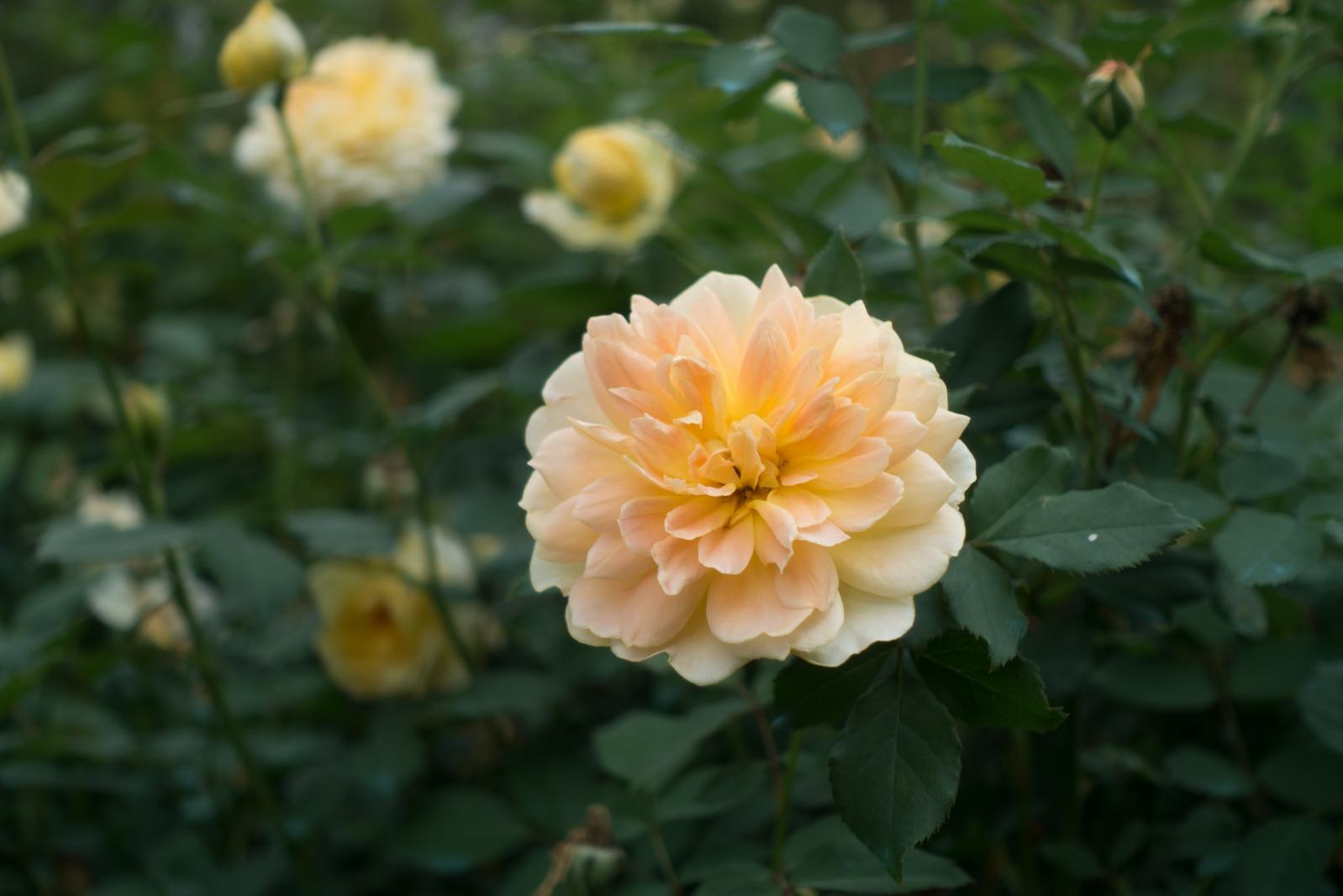 月季花