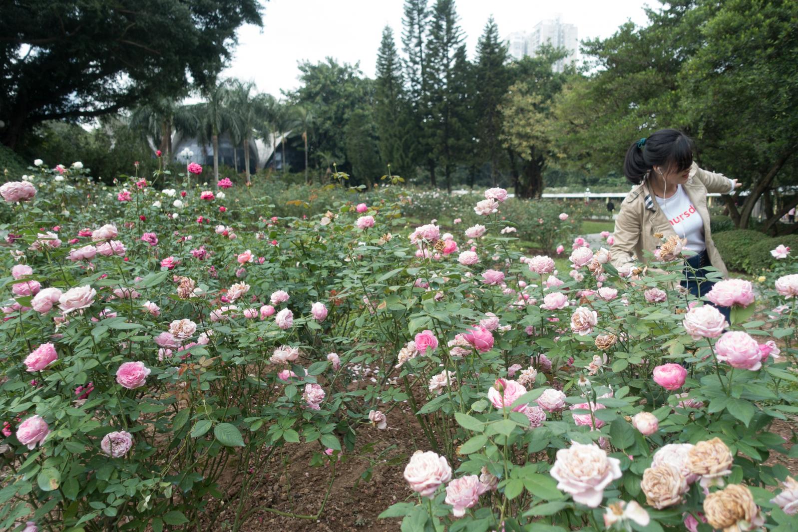 月季花