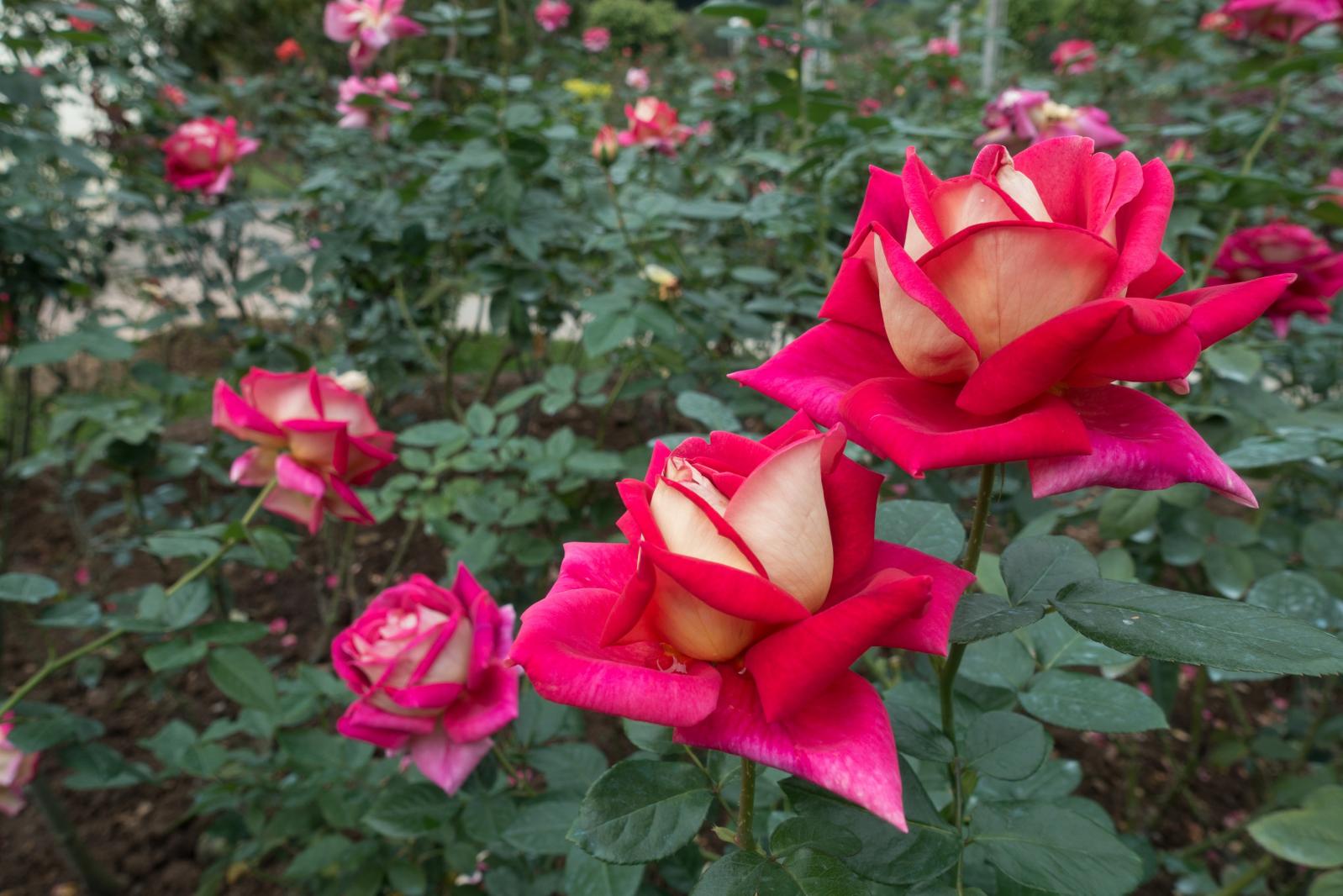 月季花