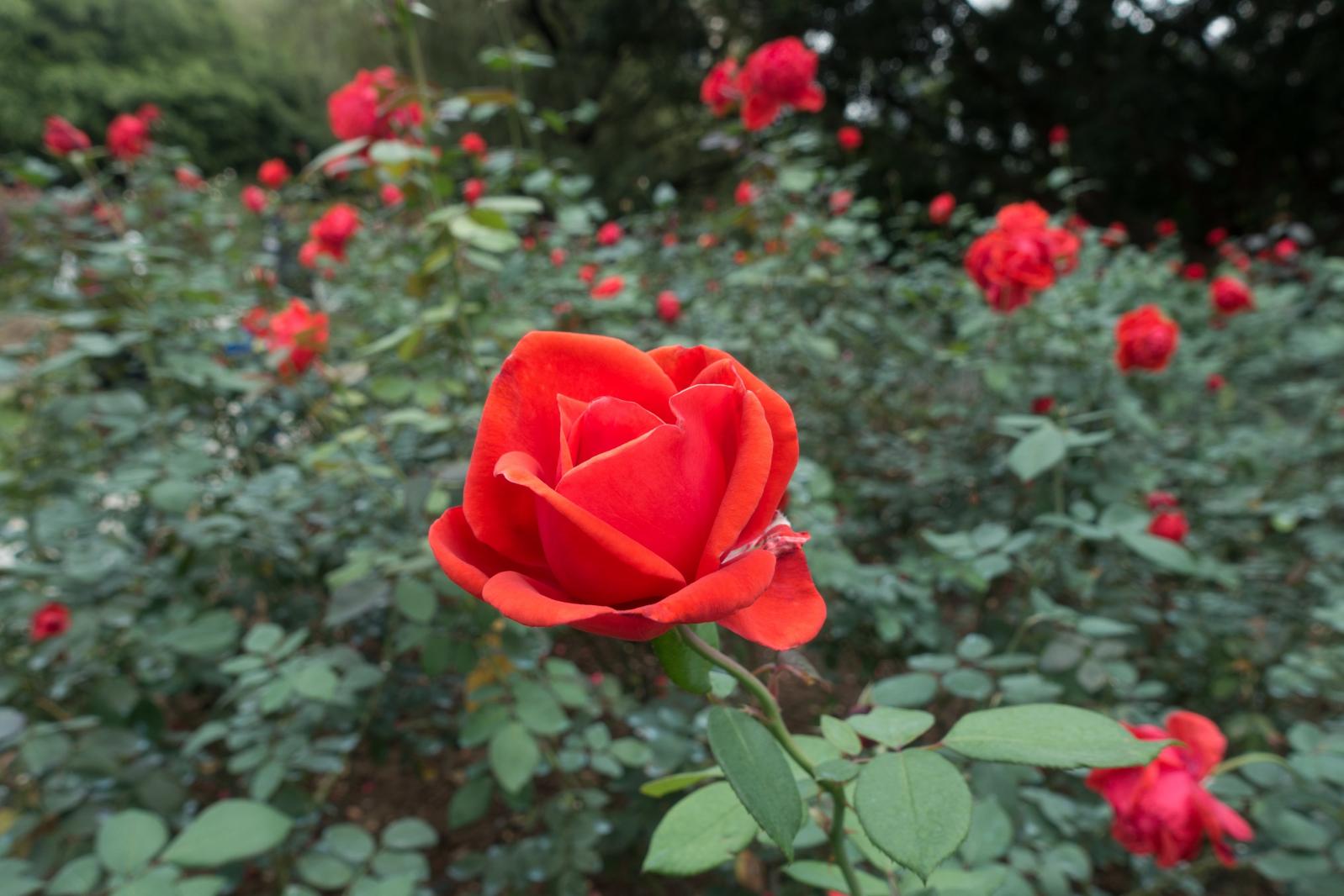 月季花