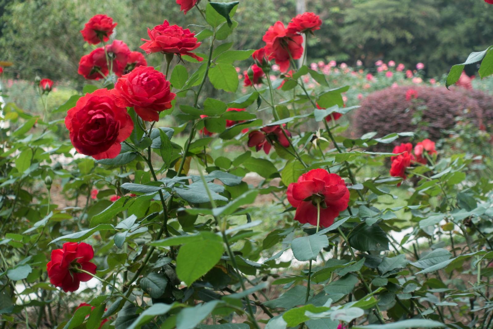月季花