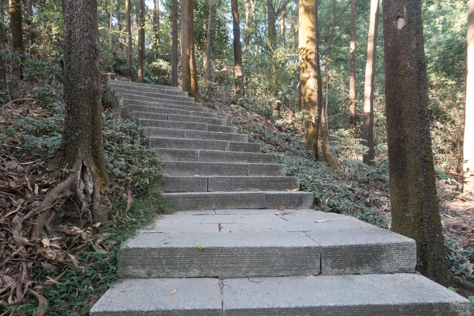 仙湖植物园山路