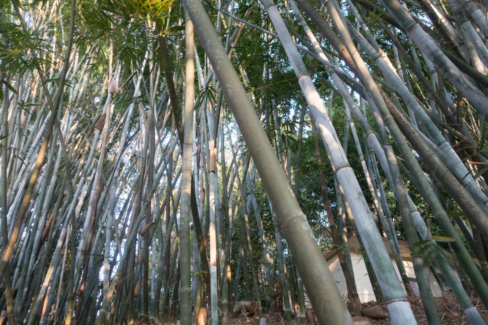 仙湖植物园竹林