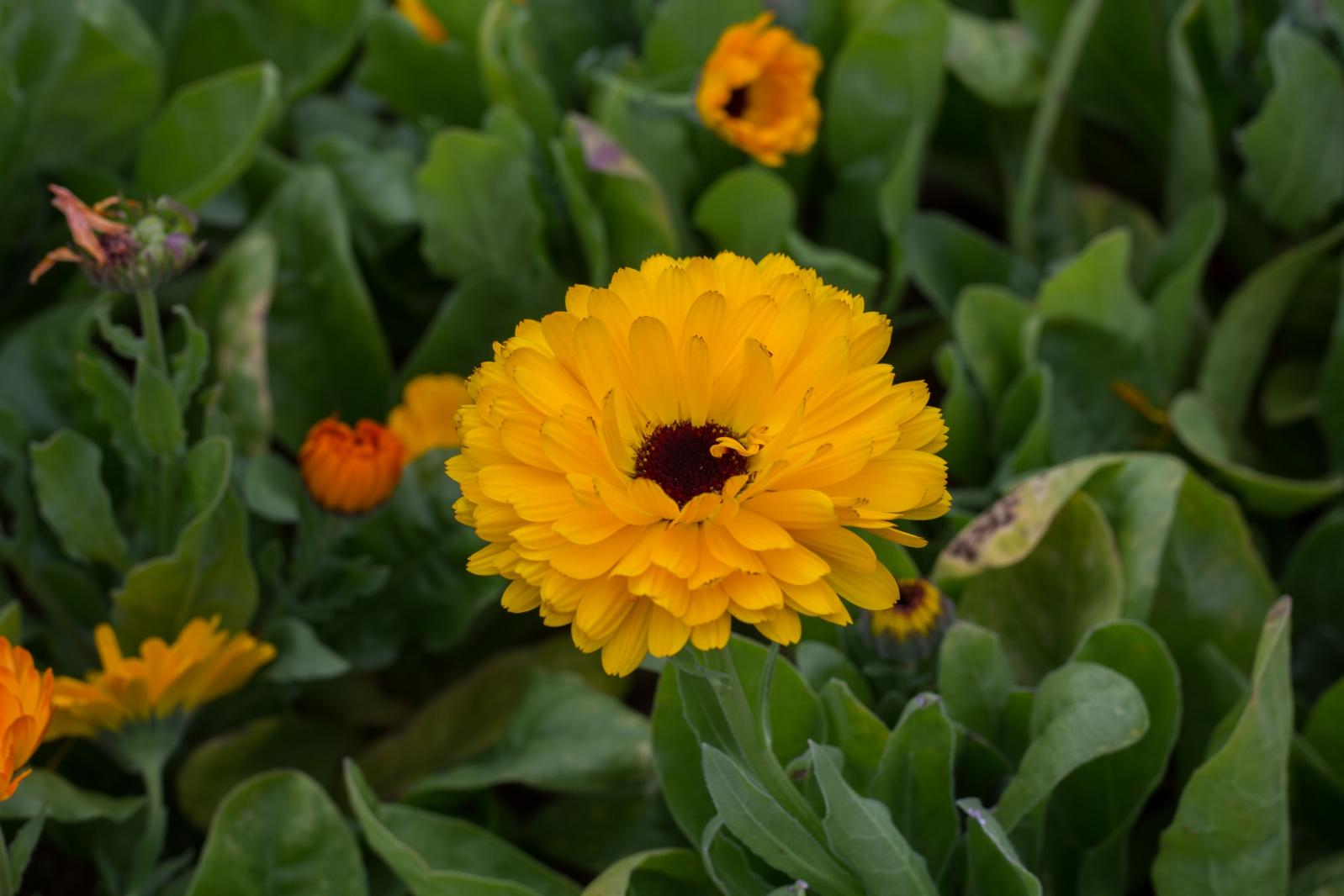 格桑花