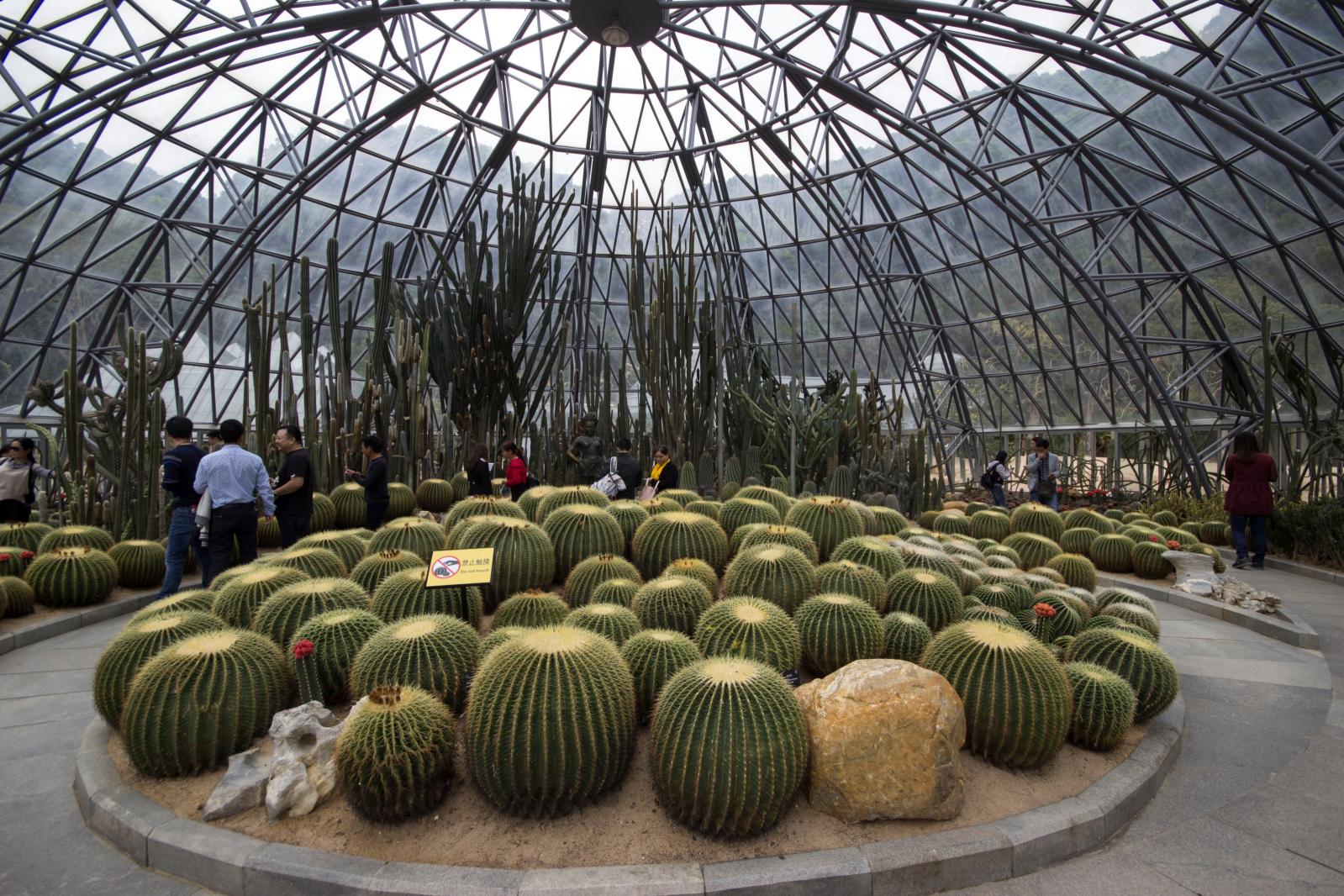 仙湖植物园沙漠植物区