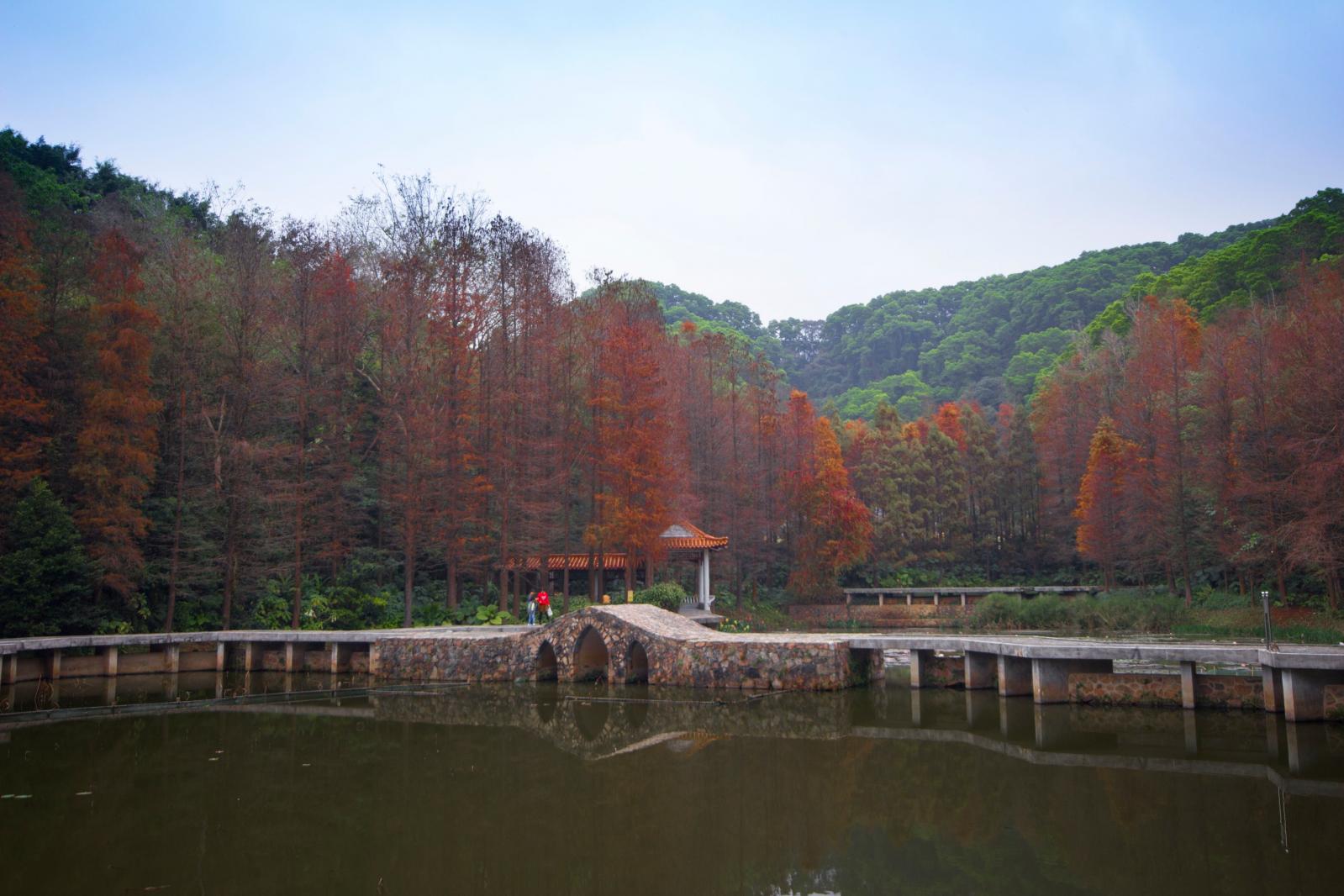 仙湖植物园