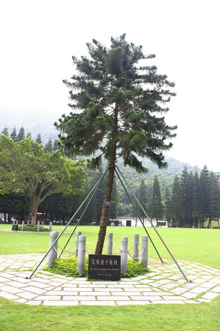 仙湖植物园吴邦国手植树