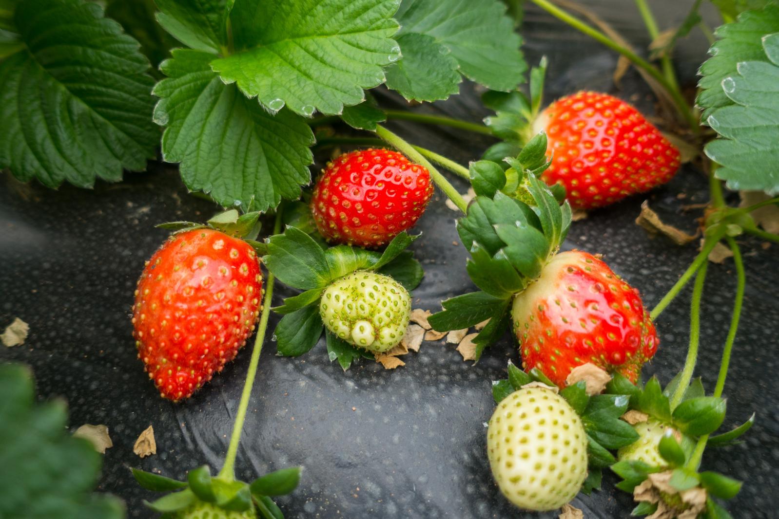 摘草莓
