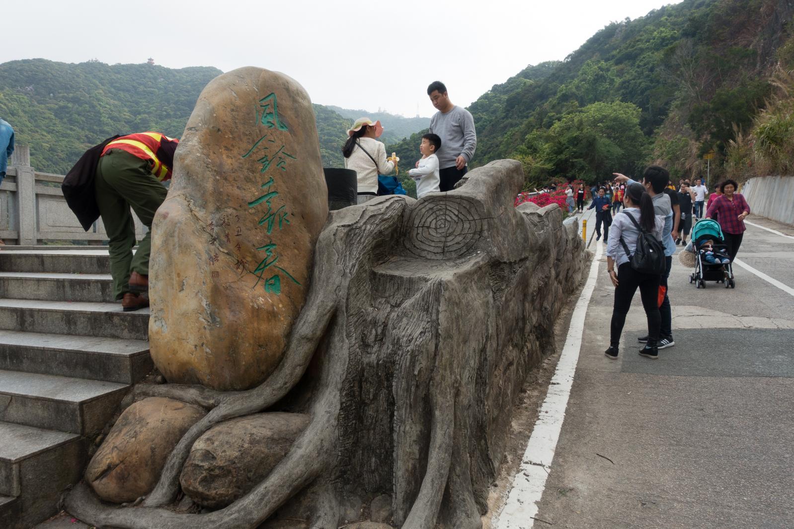 梧桐山风柃报春
