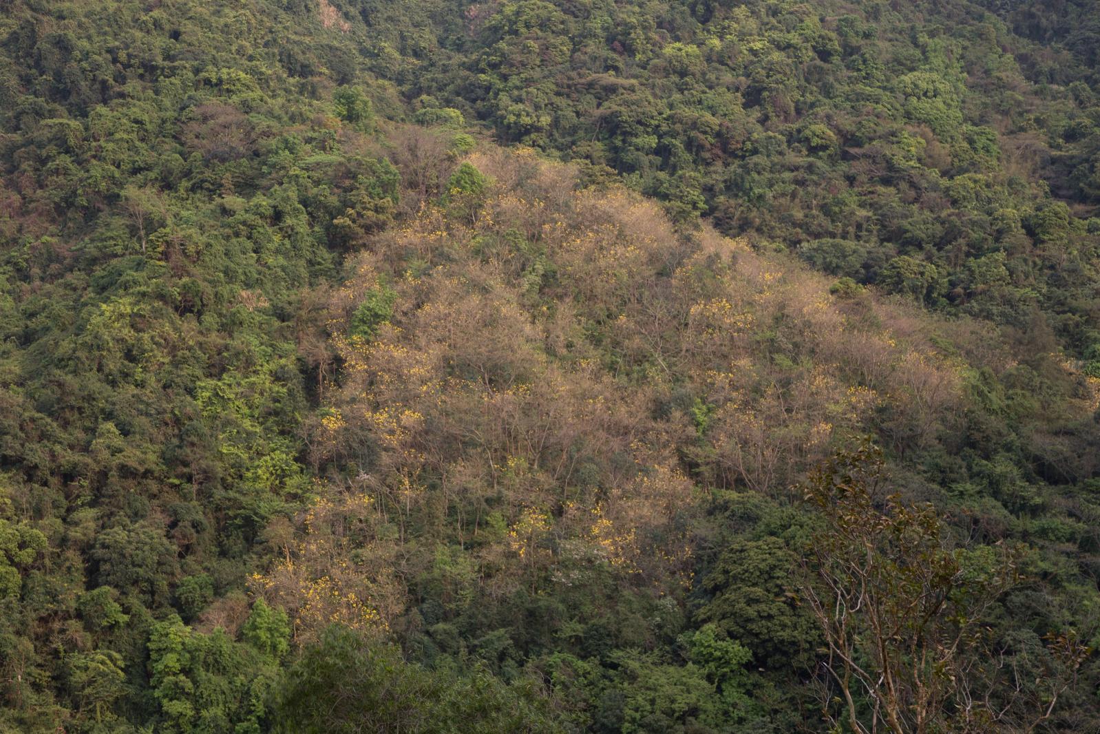 梧桐山风柃花