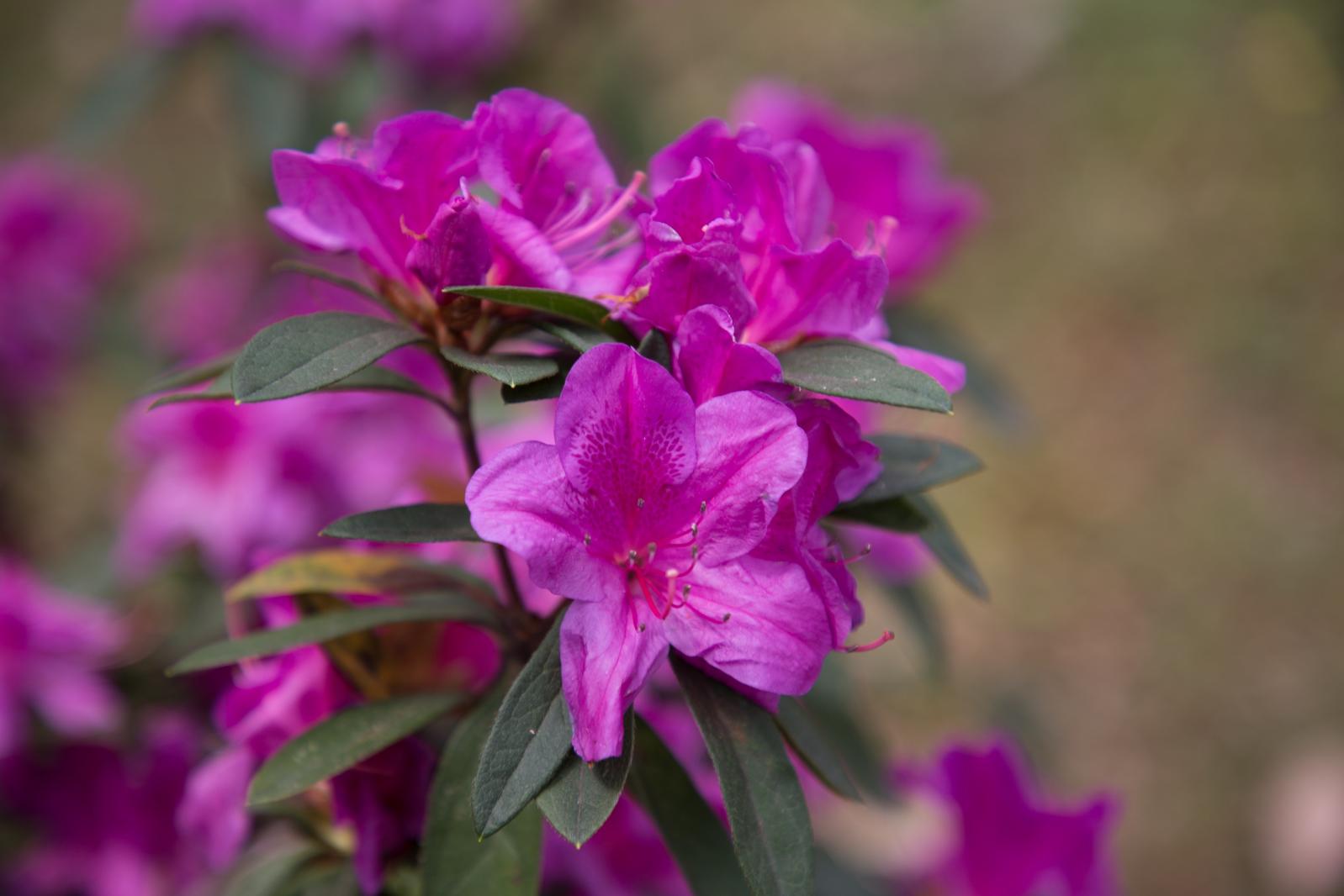 杜鹃花