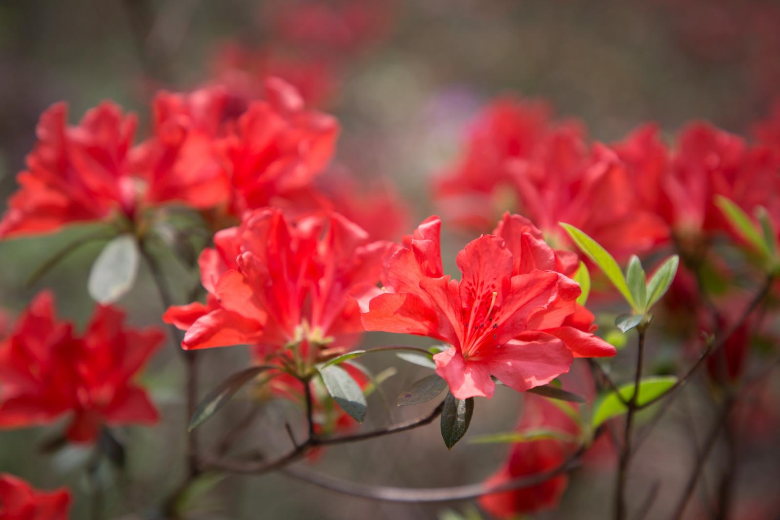 杜鹃花