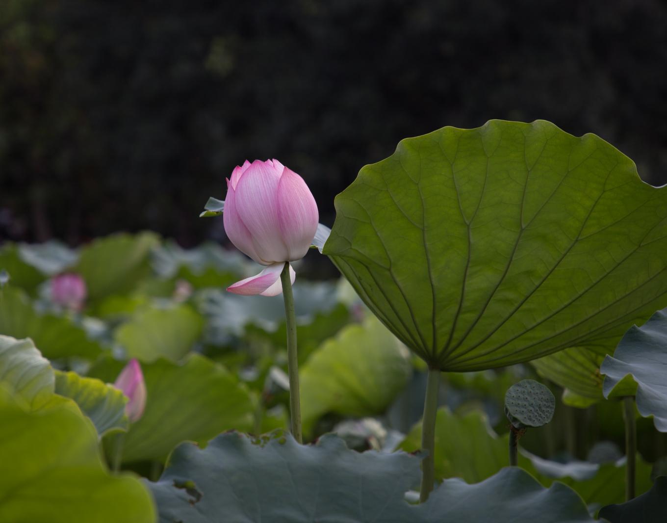 荷花