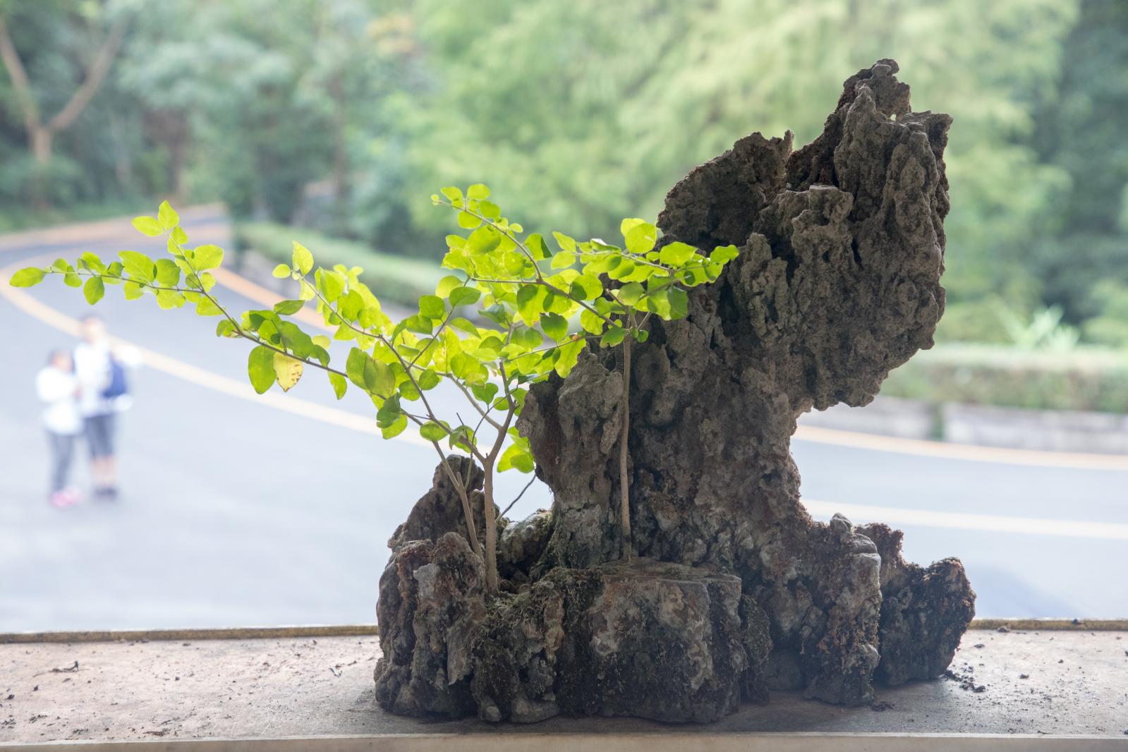 仙湖植物园