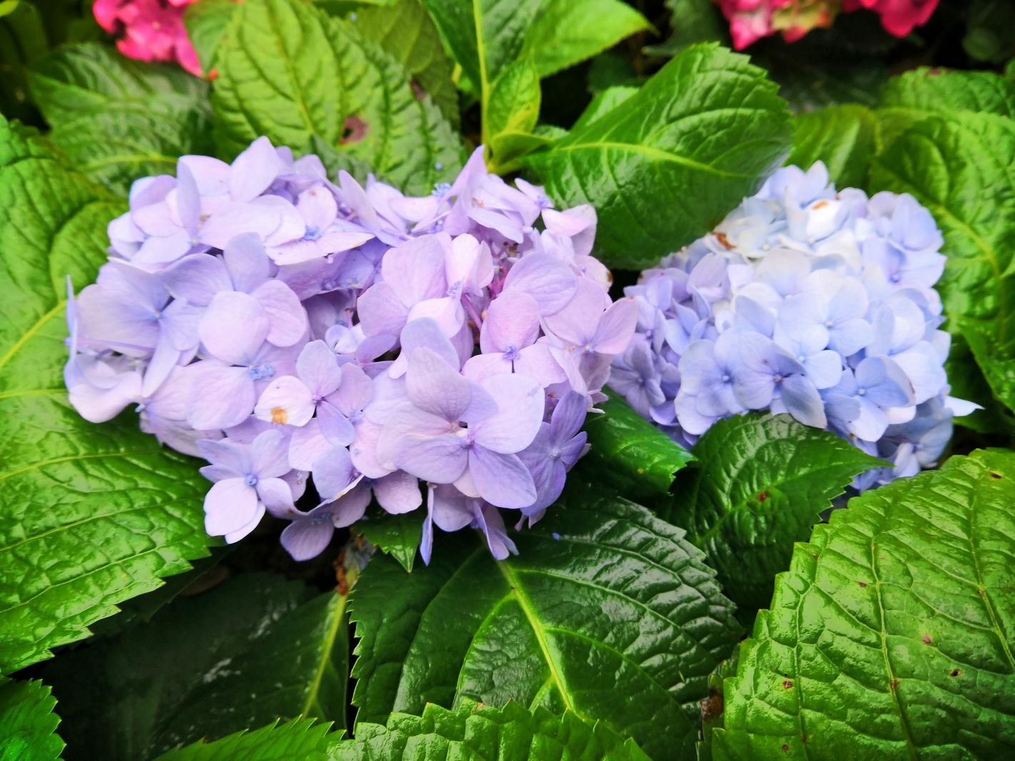 仙湖花展