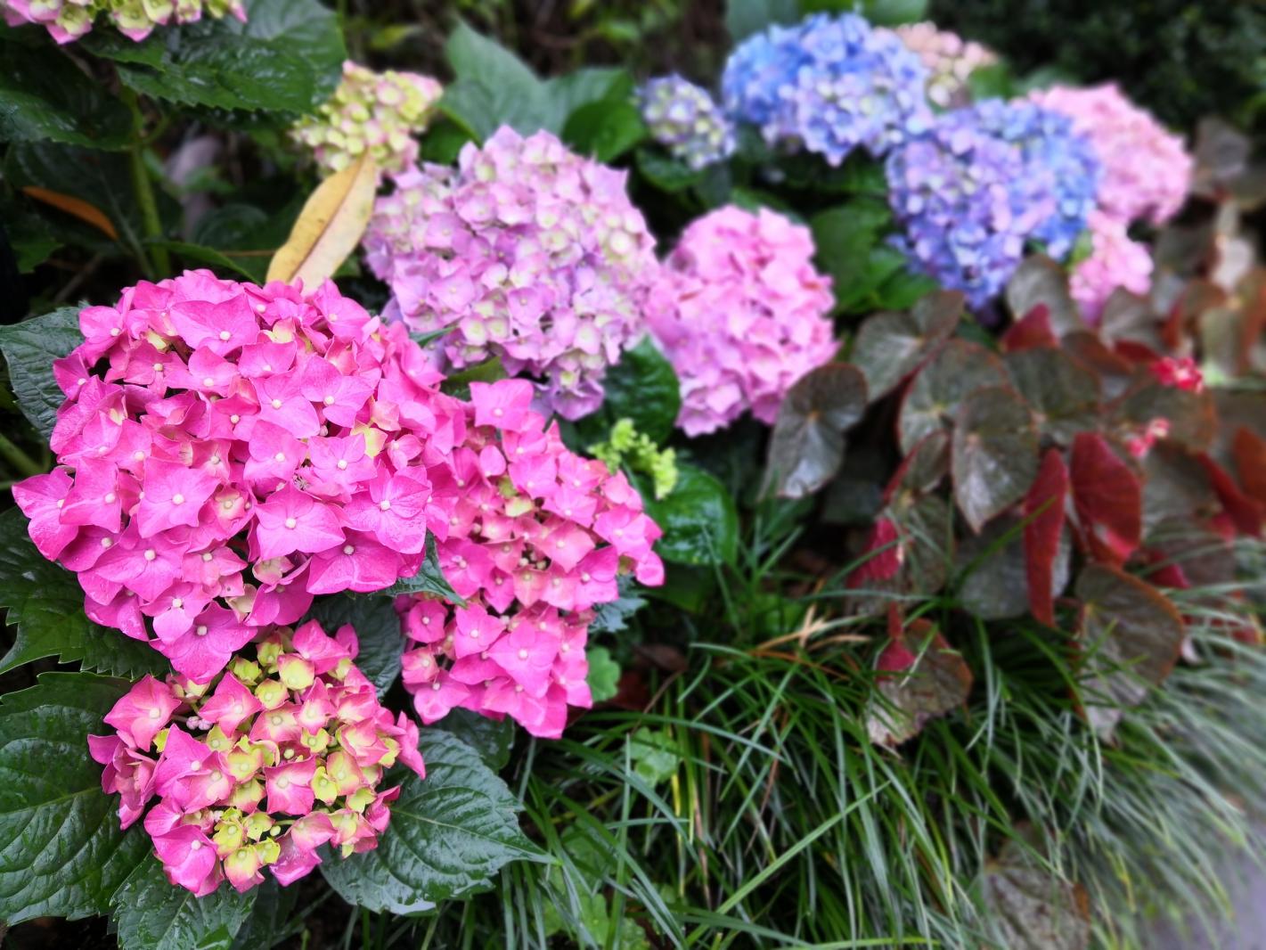 仙湖花展
