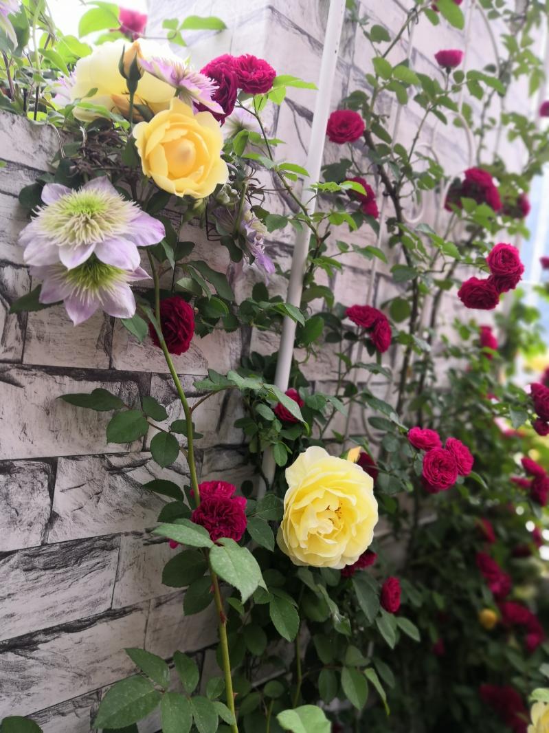 仙湖花展