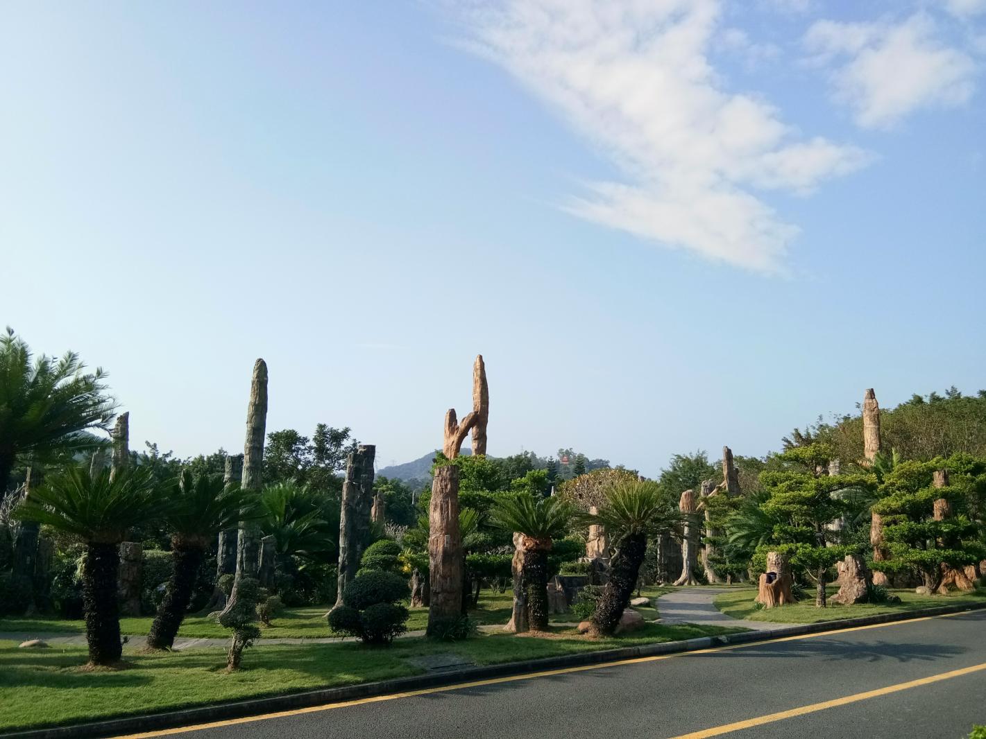 仙湖化石林