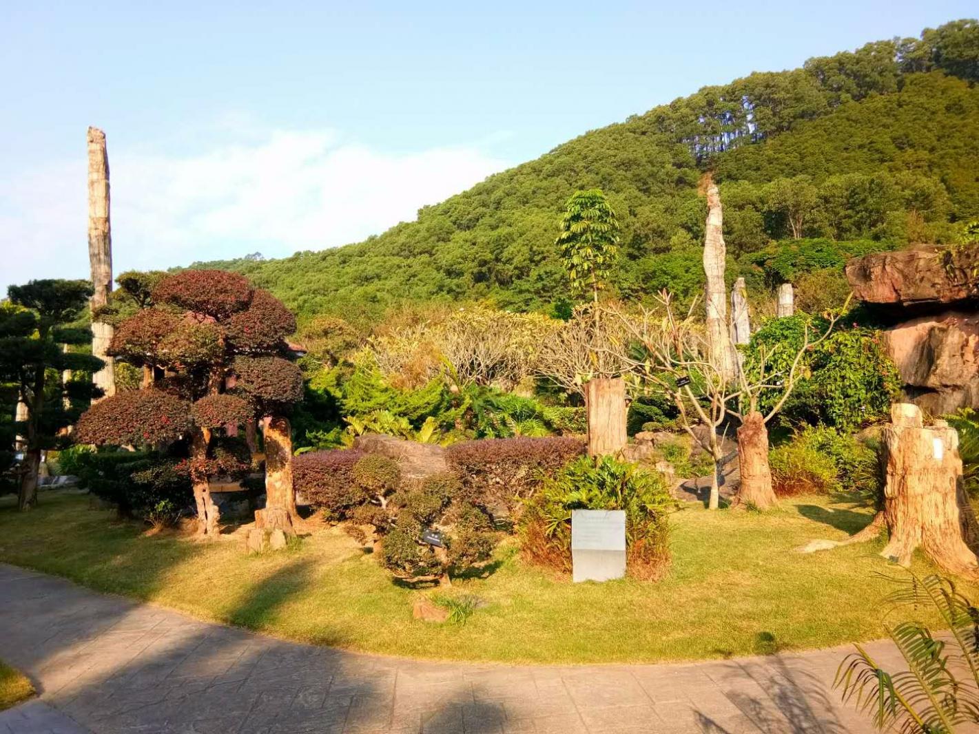 仙湖化石林