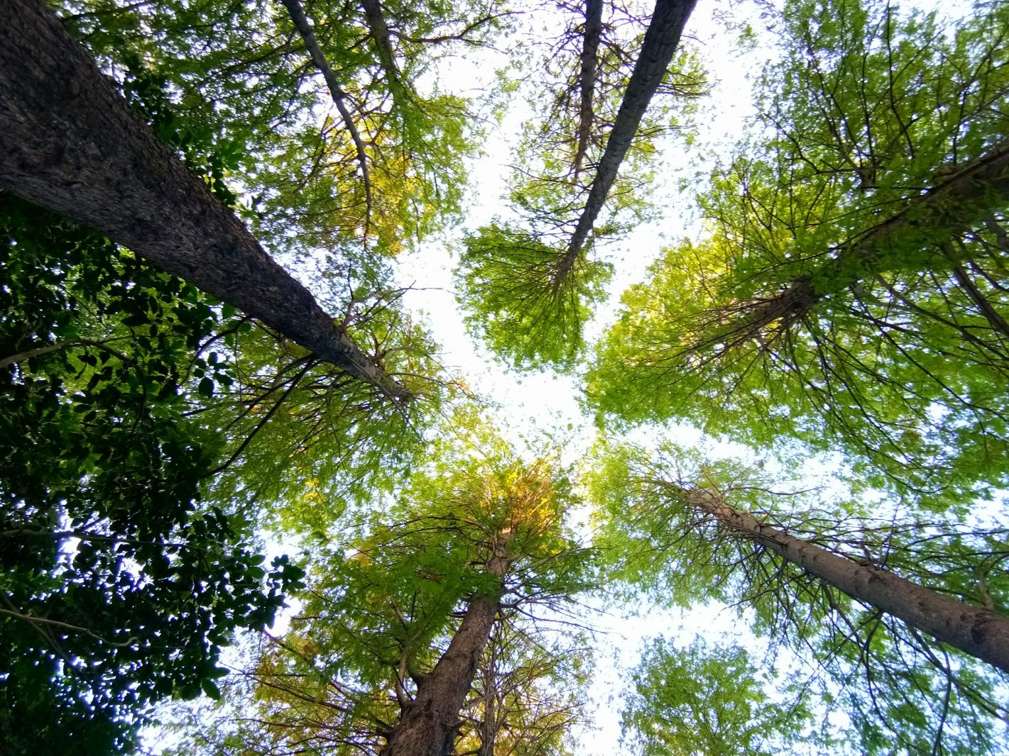仙湖环湖栈道