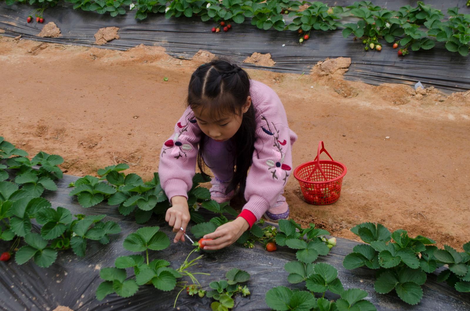 鹏城美丽乡村